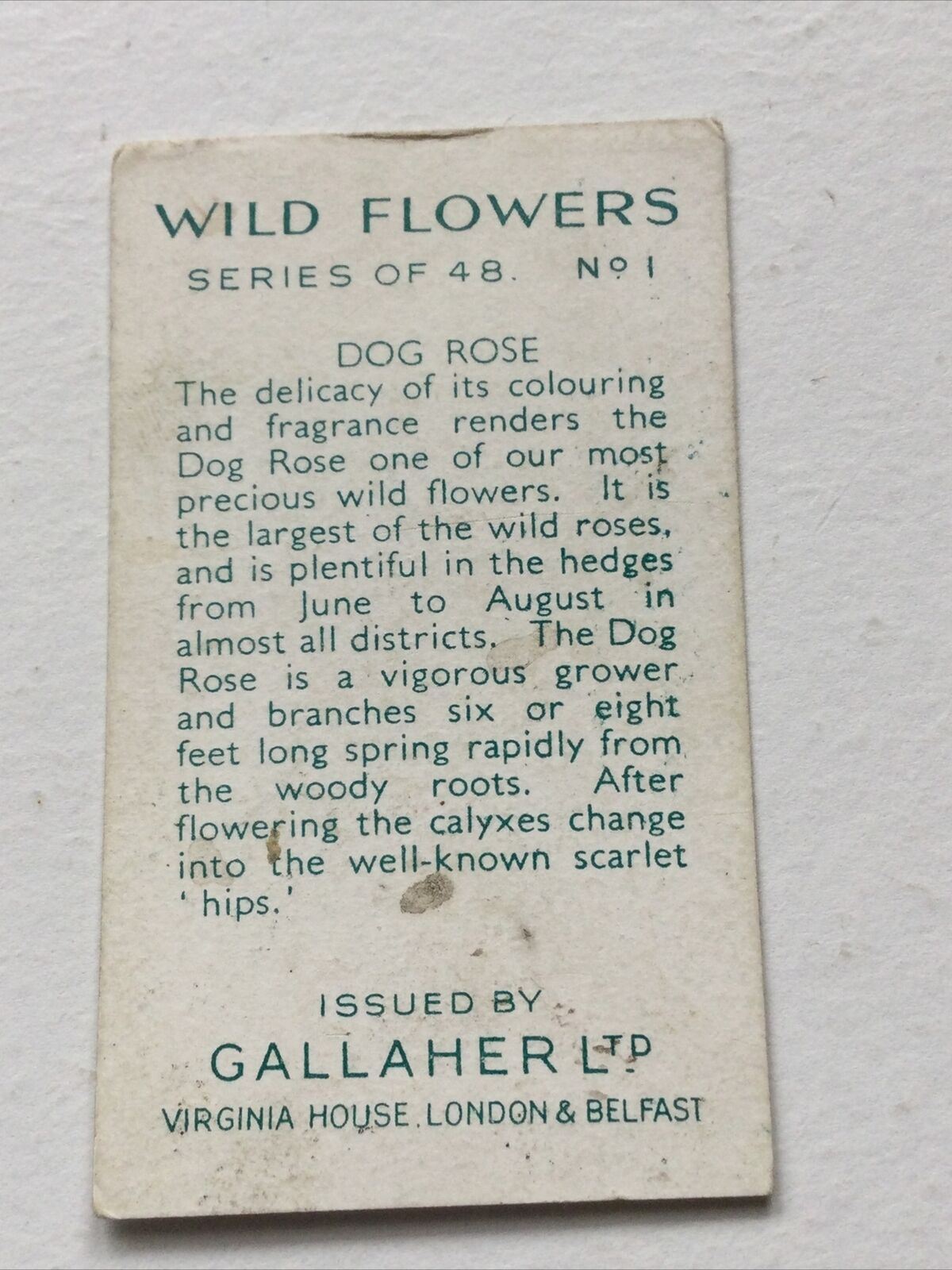 DOG ROSE Gallaher Cigarette Card Wild Flowers #1/48 Vintage Colourful Nostalgic