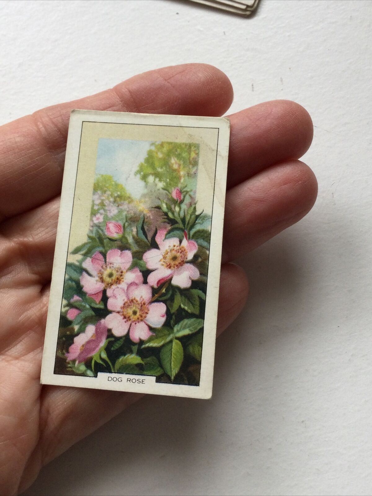 DOG ROSE Gallaher Cigarette Card Wild Flowers #1/48 Vintage Colourful Nostalgic