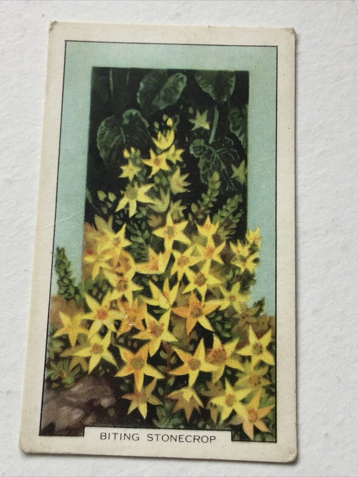 BITING STONECROP Cigarette Card Wild Flowers #30/48 Vintage Colourful Yellow