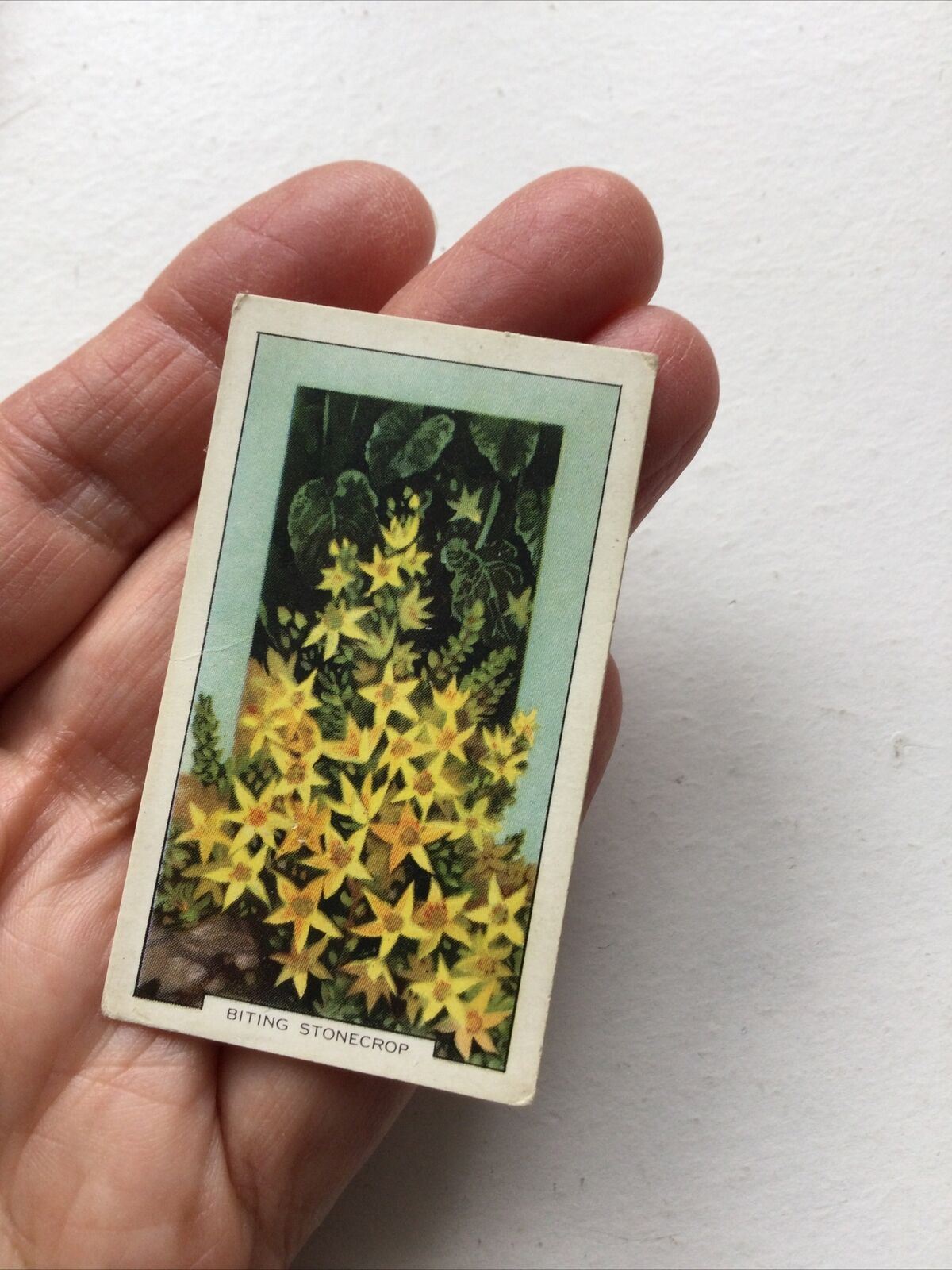 BITING STONECROP Cigarette Card Wild Flowers #30/48 Vintage Colourful Yellow