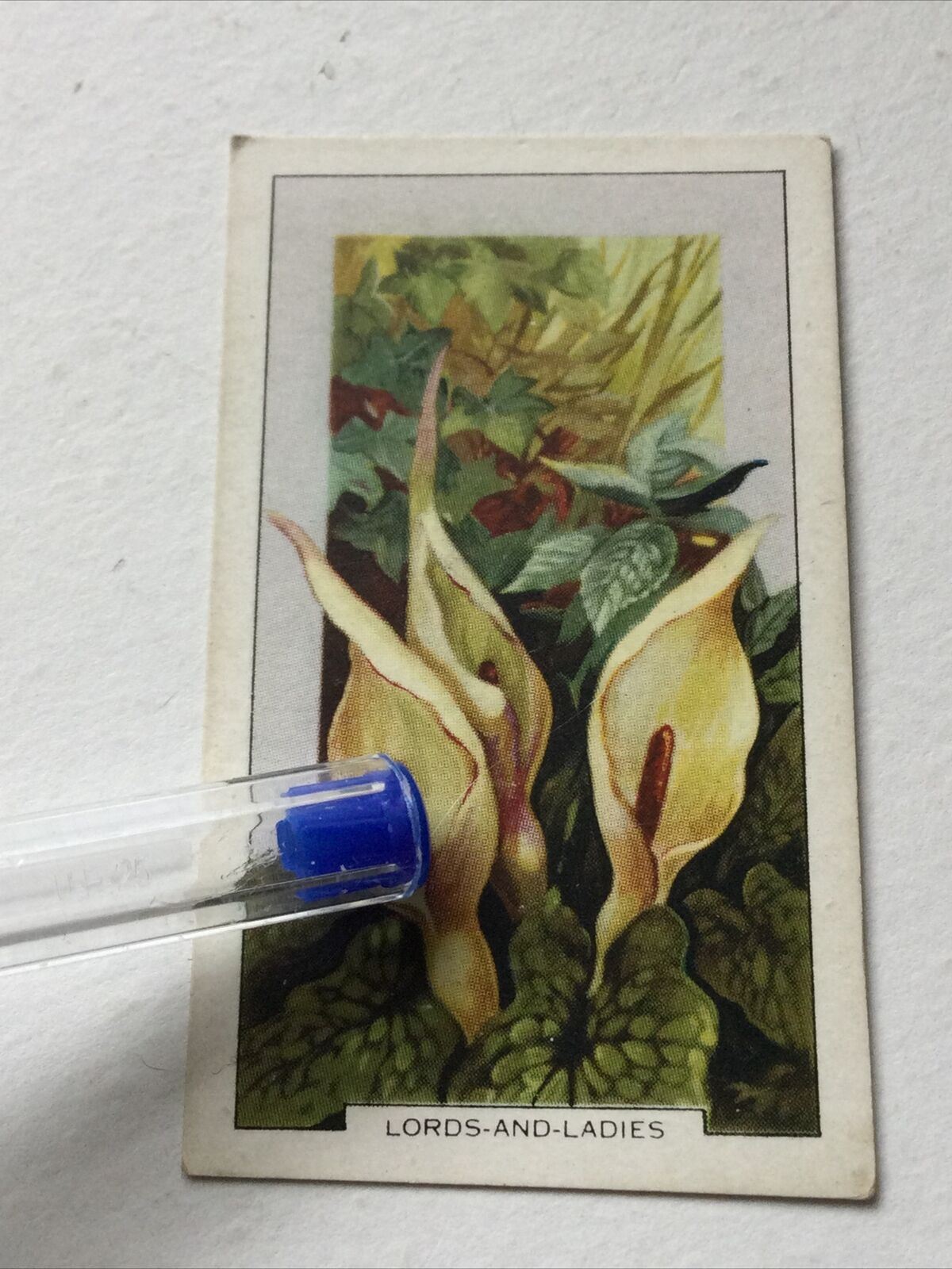 LORDS & LADIES cigarette Card Wild Flowers #30/48 Vintage Colourful Gallaher