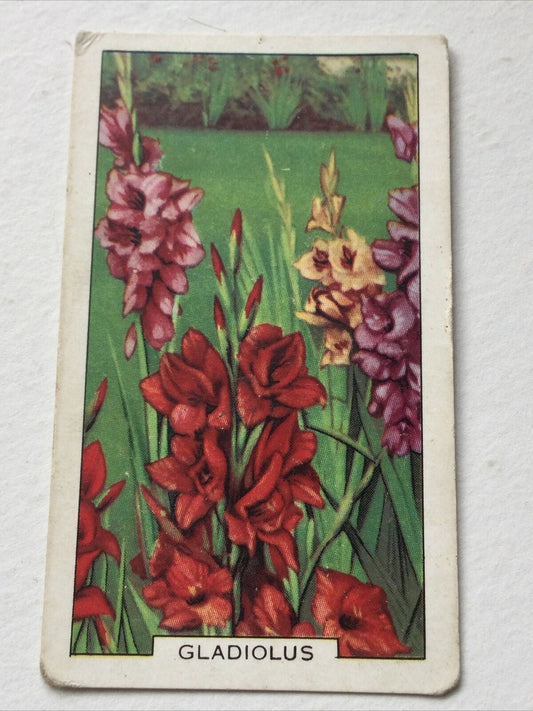 GLADIOLUS Gallaher cigarette Card Garden Flowers #8/48 Pretty Print Vintage