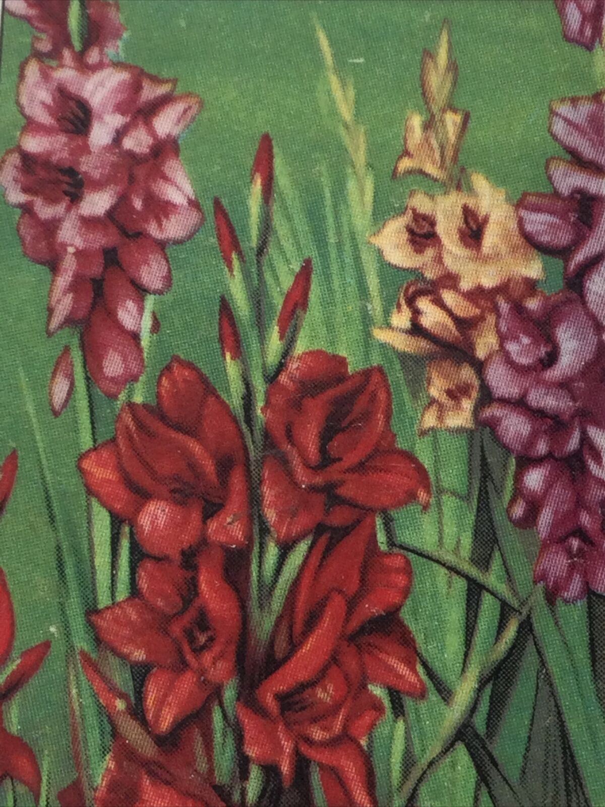 GLADIOLUS Gallaher cigarette Card Garden Flowers #8/48 Pretty Print Vintage