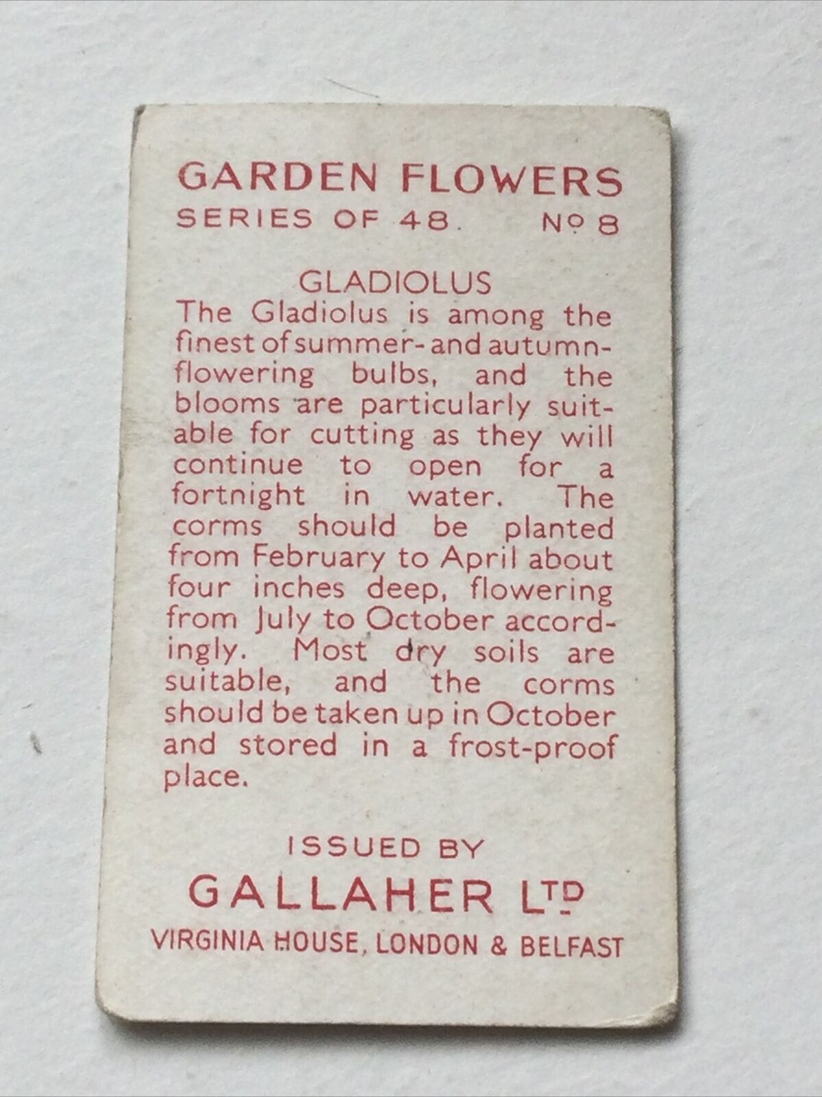 GLADIOLUS Gallaher cigarette Card Garden Flowers #8/48 Pretty Print Vintage