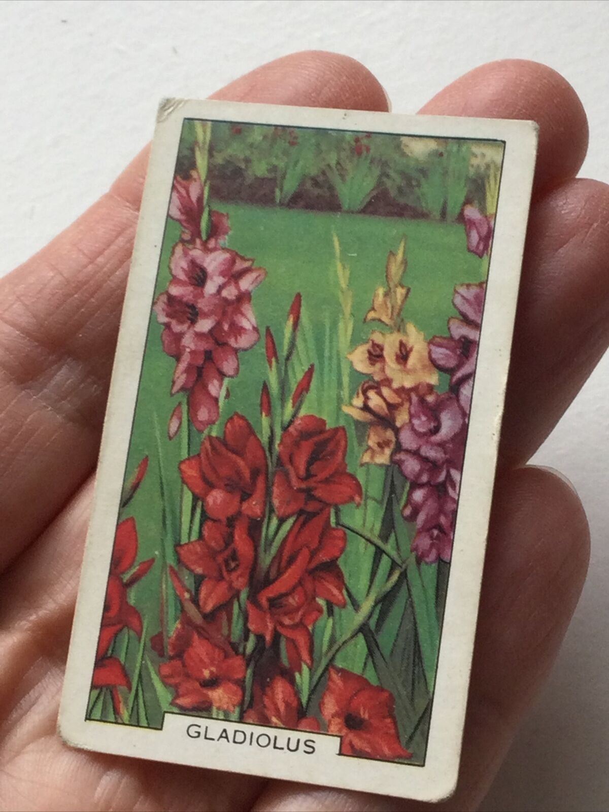 GLADIOLUS Gallaher cigarette Card Garden Flowers #8/48 Pretty Print Vintage