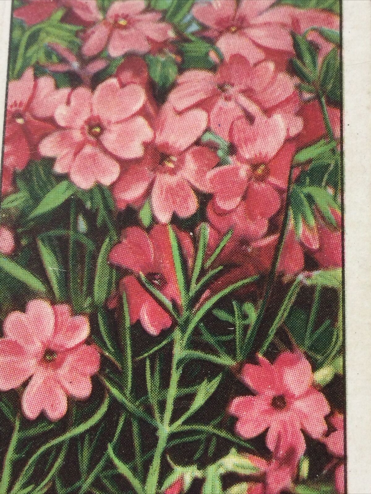 PHLOX Gallaher cigarette Card Garden Flowers #42/48 Pretty Print Vintage