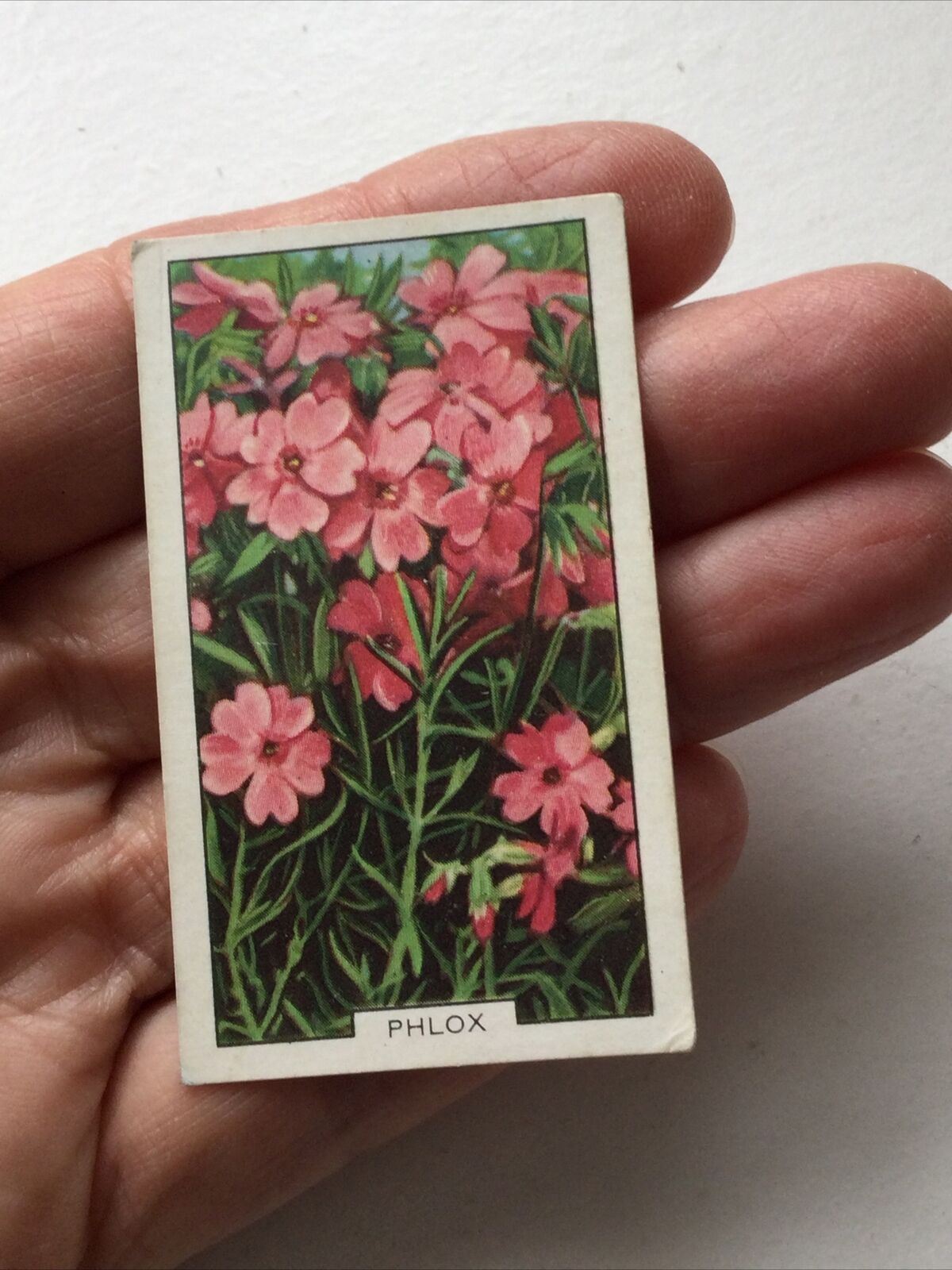 PHLOX Gallaher cigarette Card Garden Flowers #42/48 Pretty Print Vintage