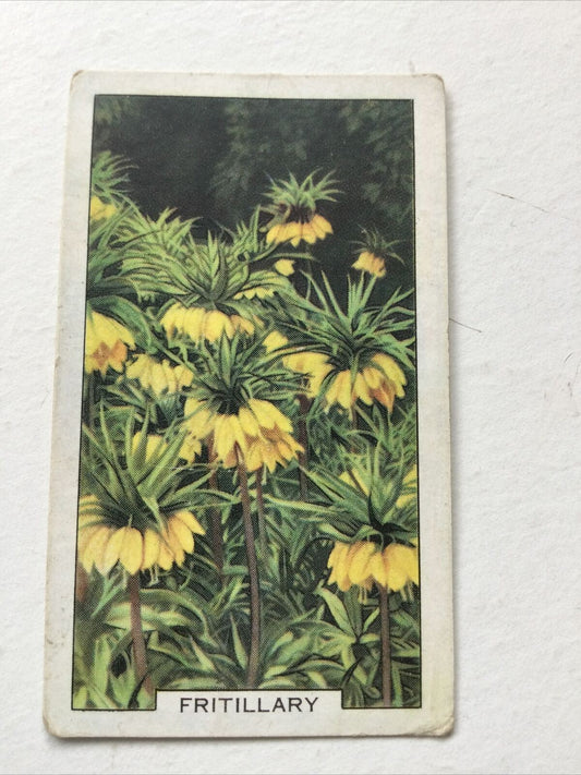 FRITILLARY Gallaher cigarette Card Garden Flowers #13/48 Vintage Gardening