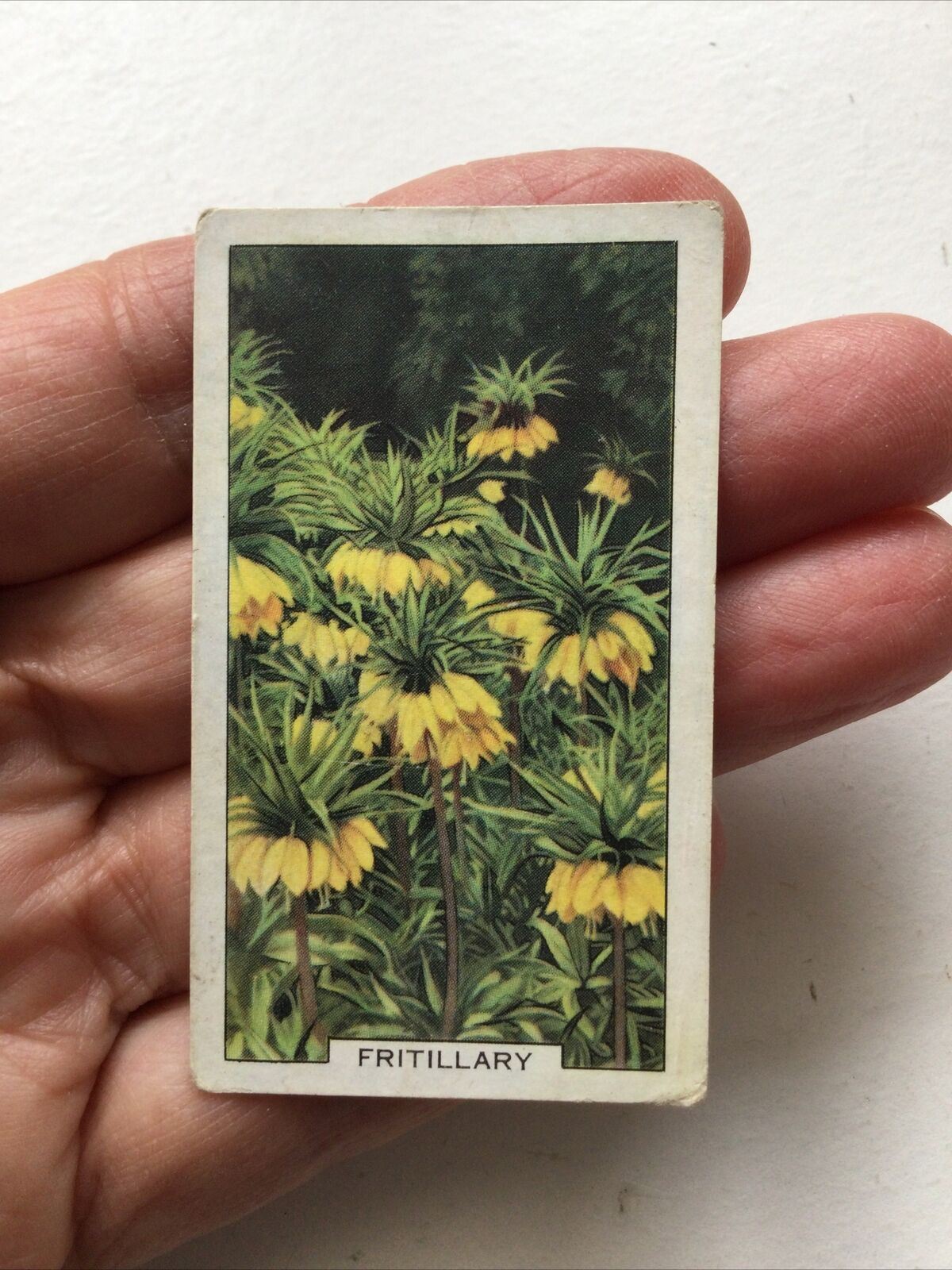 FRITILLARY Gallaher cigarette Card Garden Flowers #13/48 Vintage Gardening