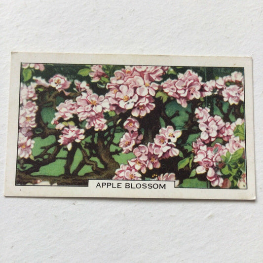 APPLE BLOSSOM Gallaher cigarette Card Garden Flowers #5/48 Vintage Gardening