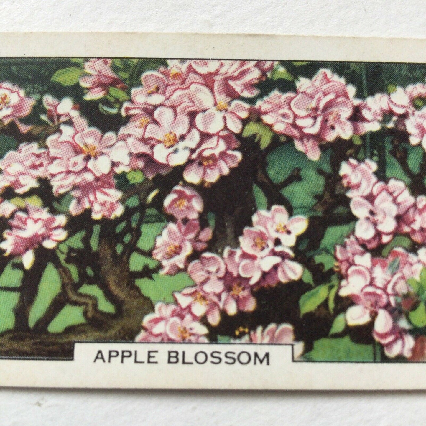 APPLE BLOSSOM Gallaher cigarette Card Garden Flowers #5/48 Vintage Gardening