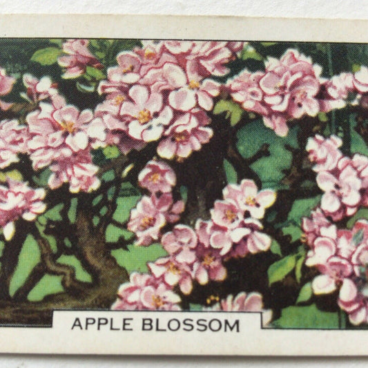 Gallaher Cigarette Card - Garden Flowers - No. 5 - Apple Blossom - Vintage Gardening - 1938