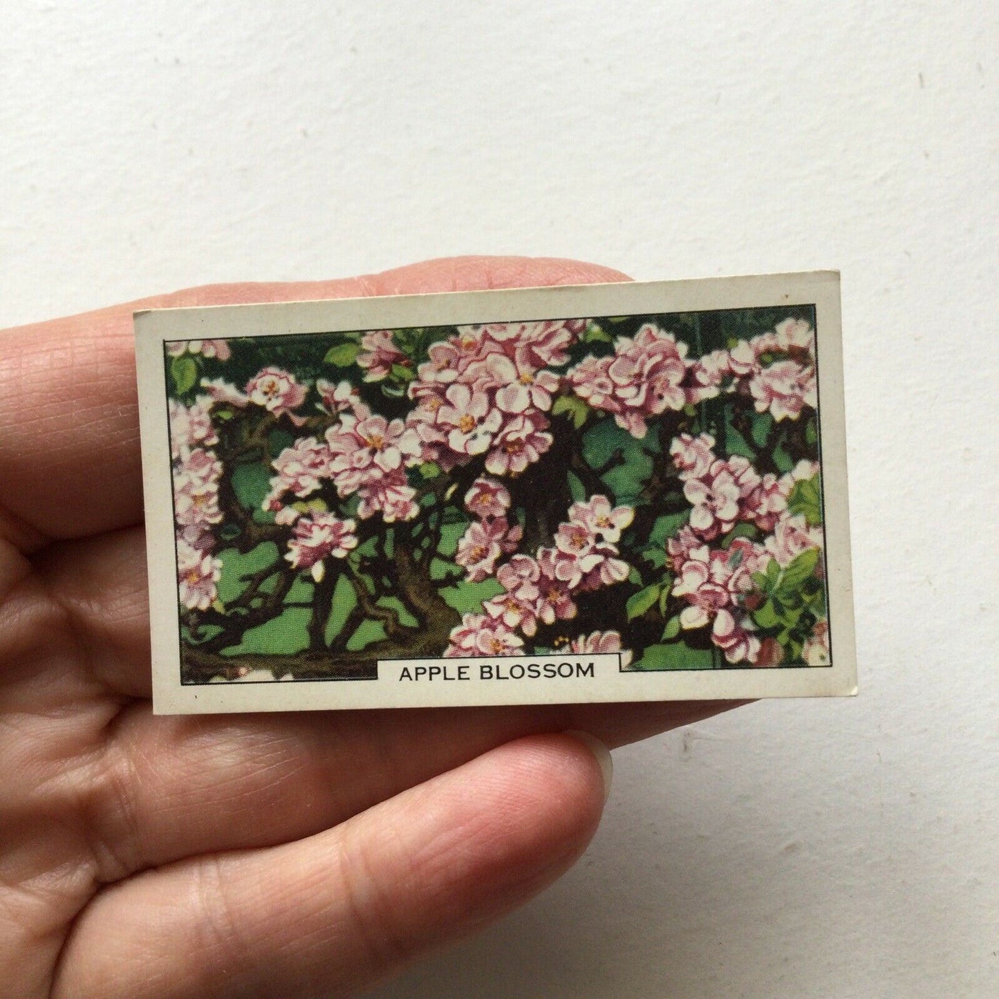 APPLE BLOSSOM Gallaher cigarette Card Garden Flowers #5/48 Vintage Gardening