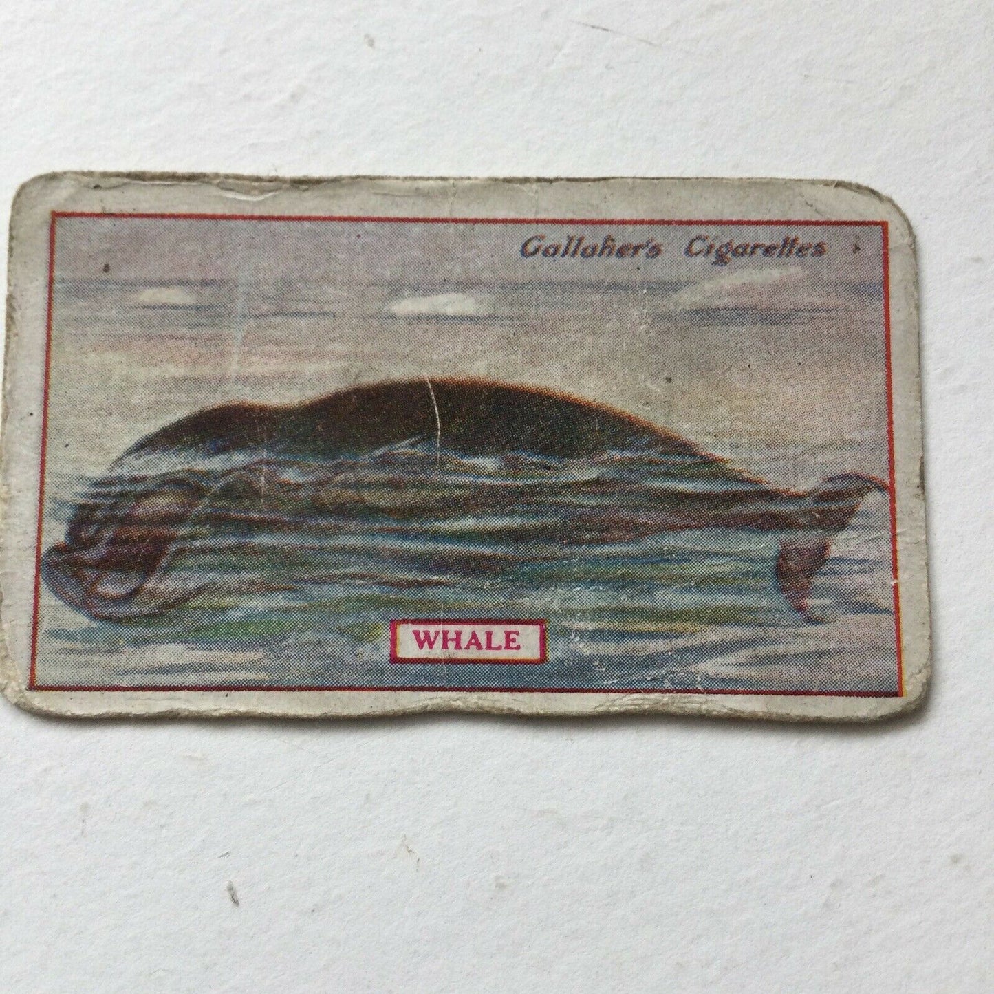 WHALE Gallaher cigarette Card Animals & Birds Of Commercial Value #52  Fishing