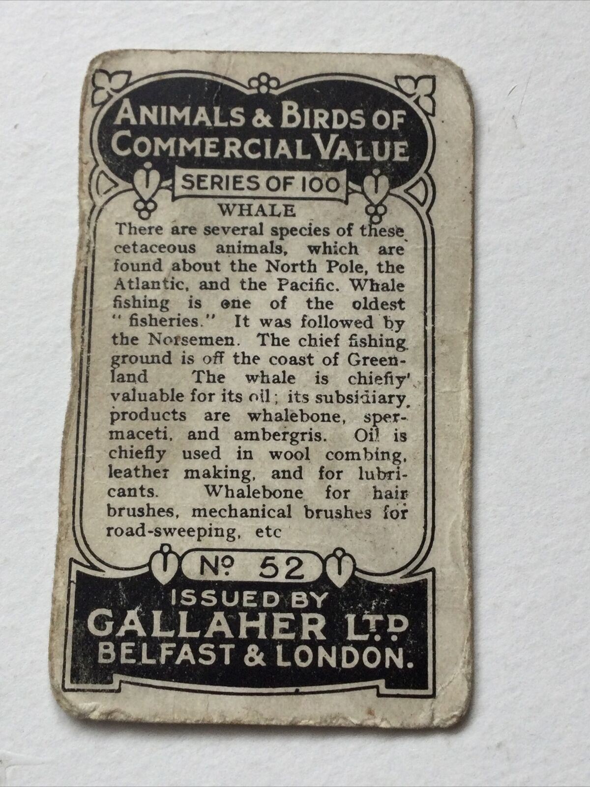 WHALE Gallaher cigarette Card Animals & Birds Of Commercial Value #52  Fishing