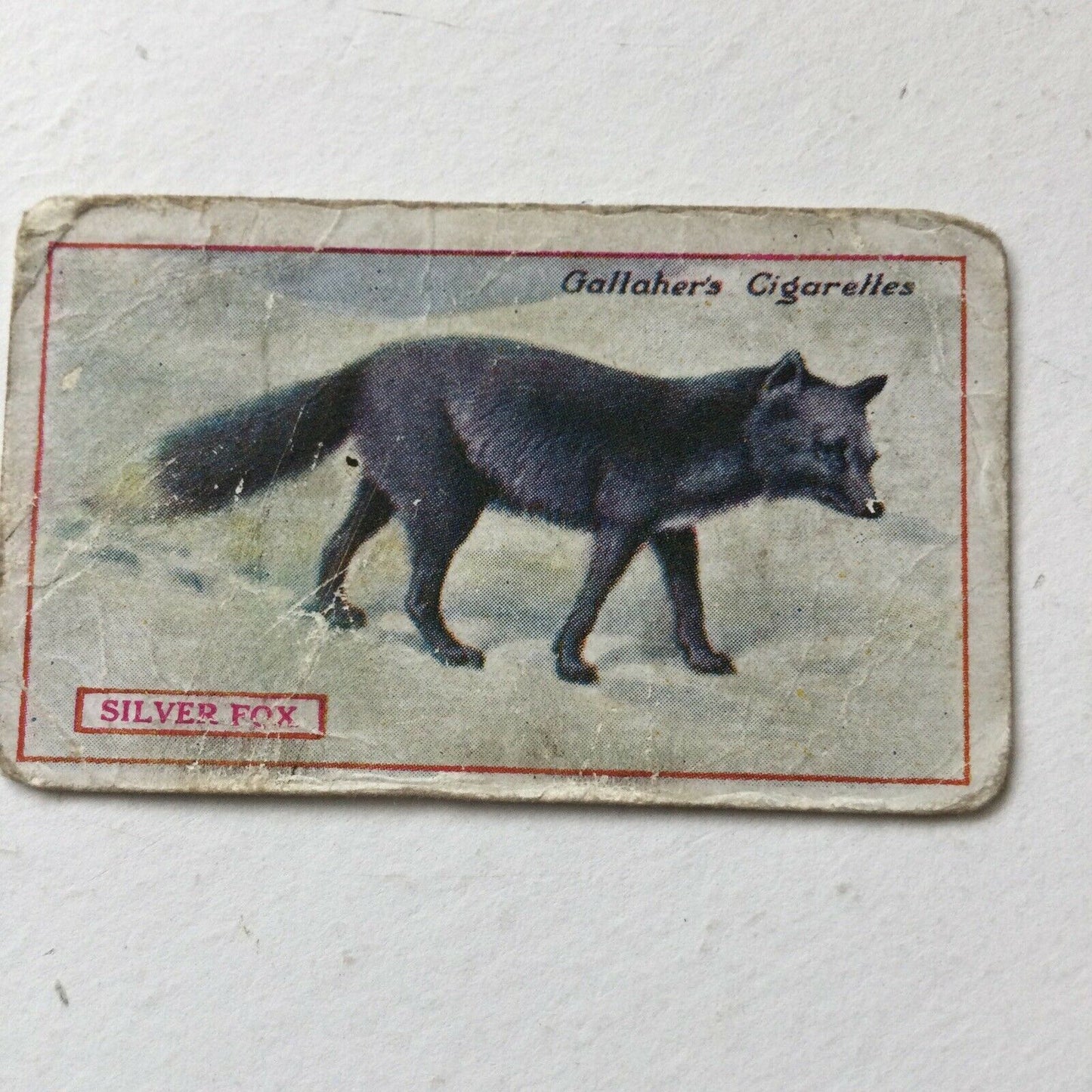 SILVER FOXGallagher Cigarette Card Animals & Birds Of Commercial Value #75