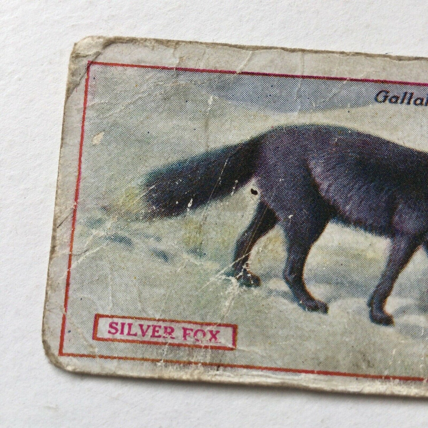 SILVER FOXGallagher Cigarette Card Animals & Birds Of Commercial Value #75