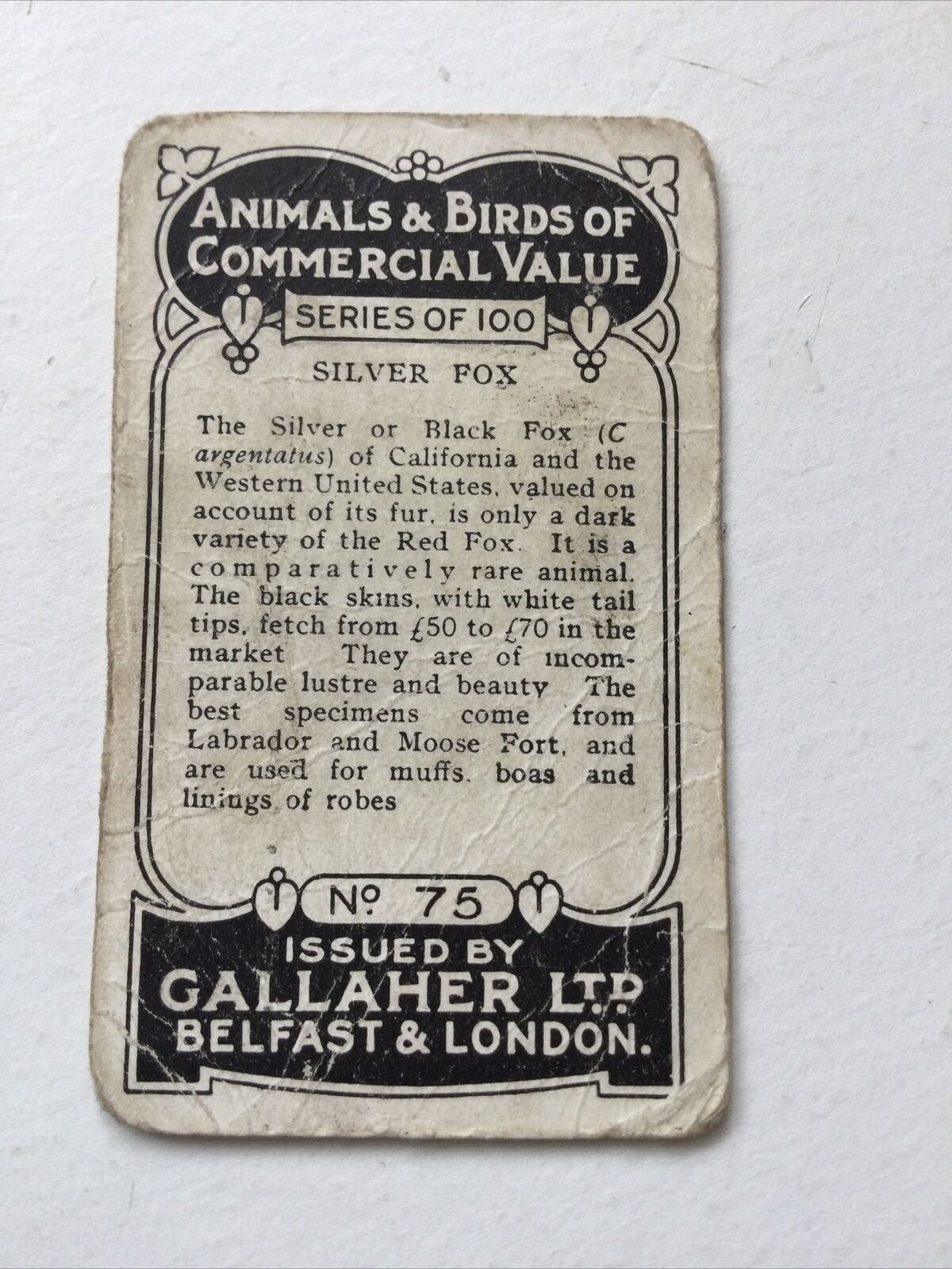 SILVER FOXGallagher Cigarette Card Animals & Birds Of Commercial Value #75