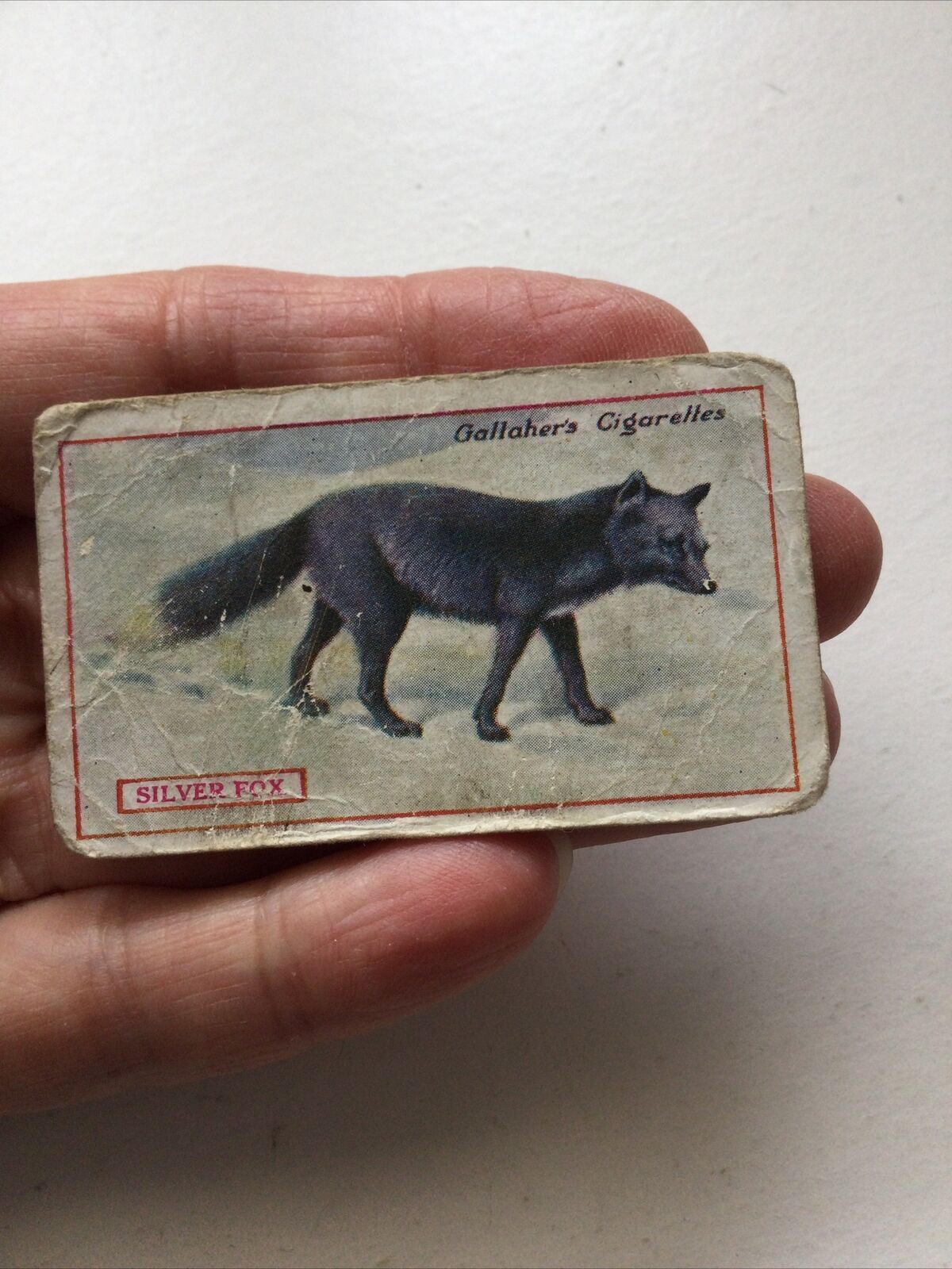 SILVER FOXGallagher Cigarette Card Animals & Birds Of Commercial Value #75