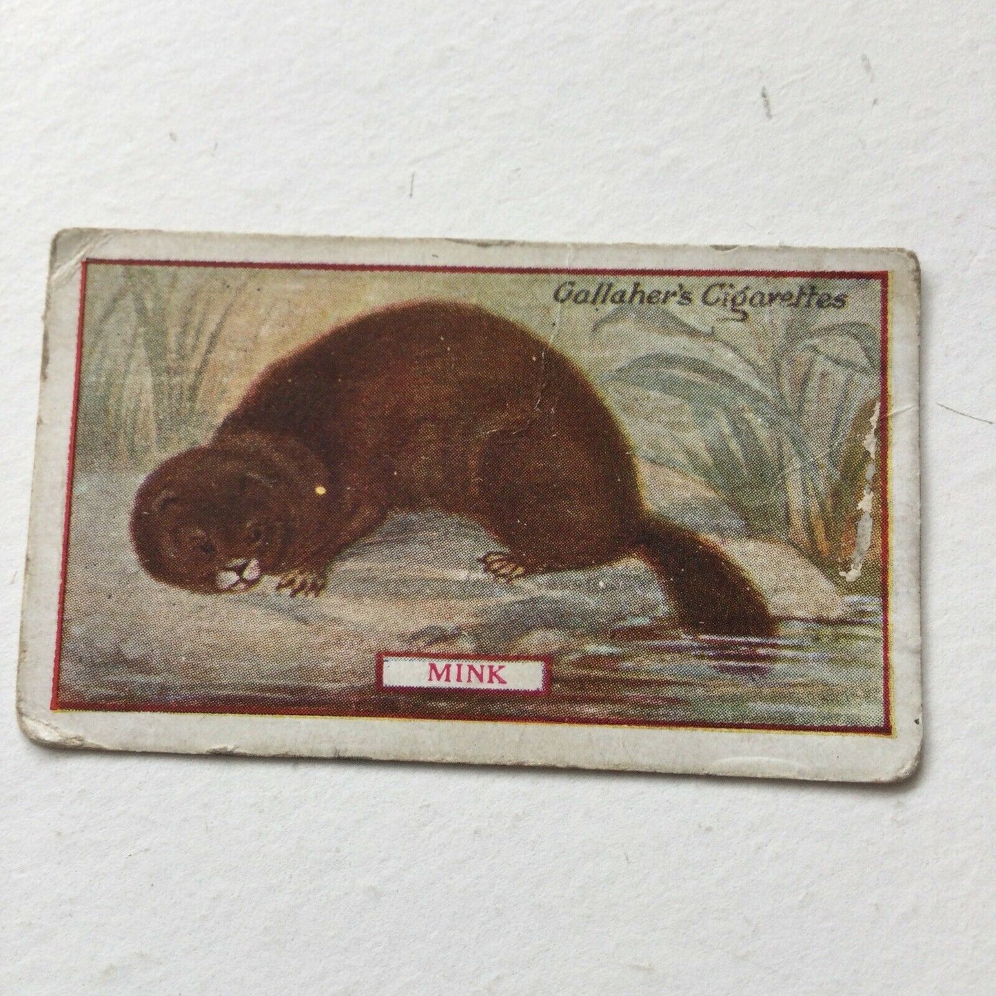 MINK Gallagher Cigarette Card Animals & Birds Of Commercial Value #28 Antique