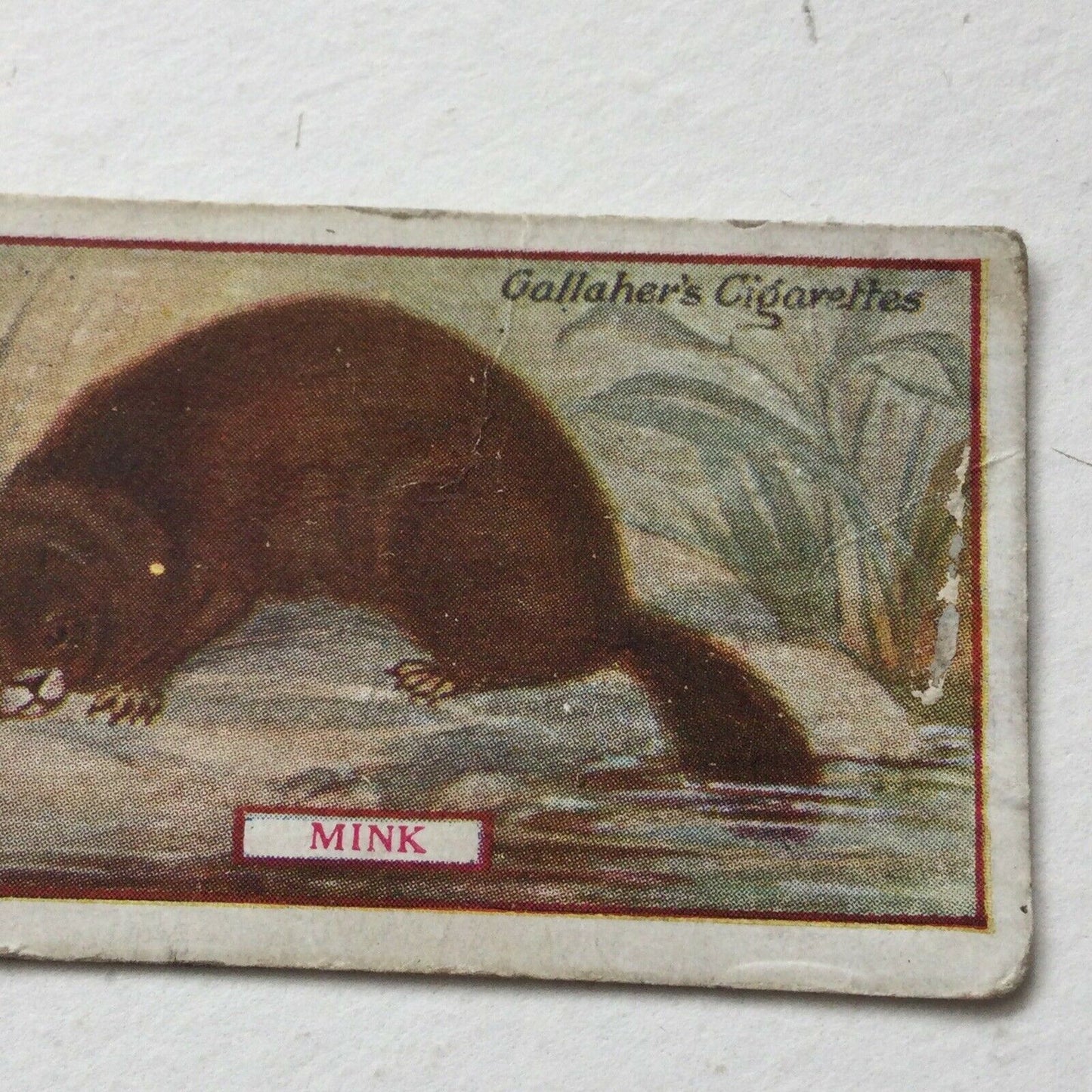 MINK Gallagher Cigarette Card Animals & Birds Of Commercial Value #28 Antique