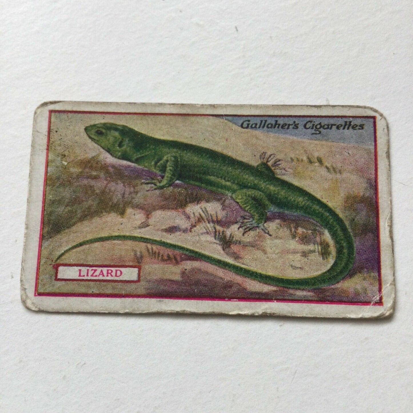 LIZARD Gallagher Cigarette Card Animals & Birds Of Commercial Value #34 Antique