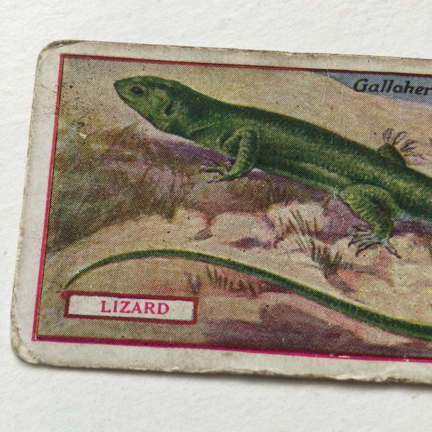 LIZARD Gallagher Cigarette Card Animals & Birds Of Commercial Value #34 Antique