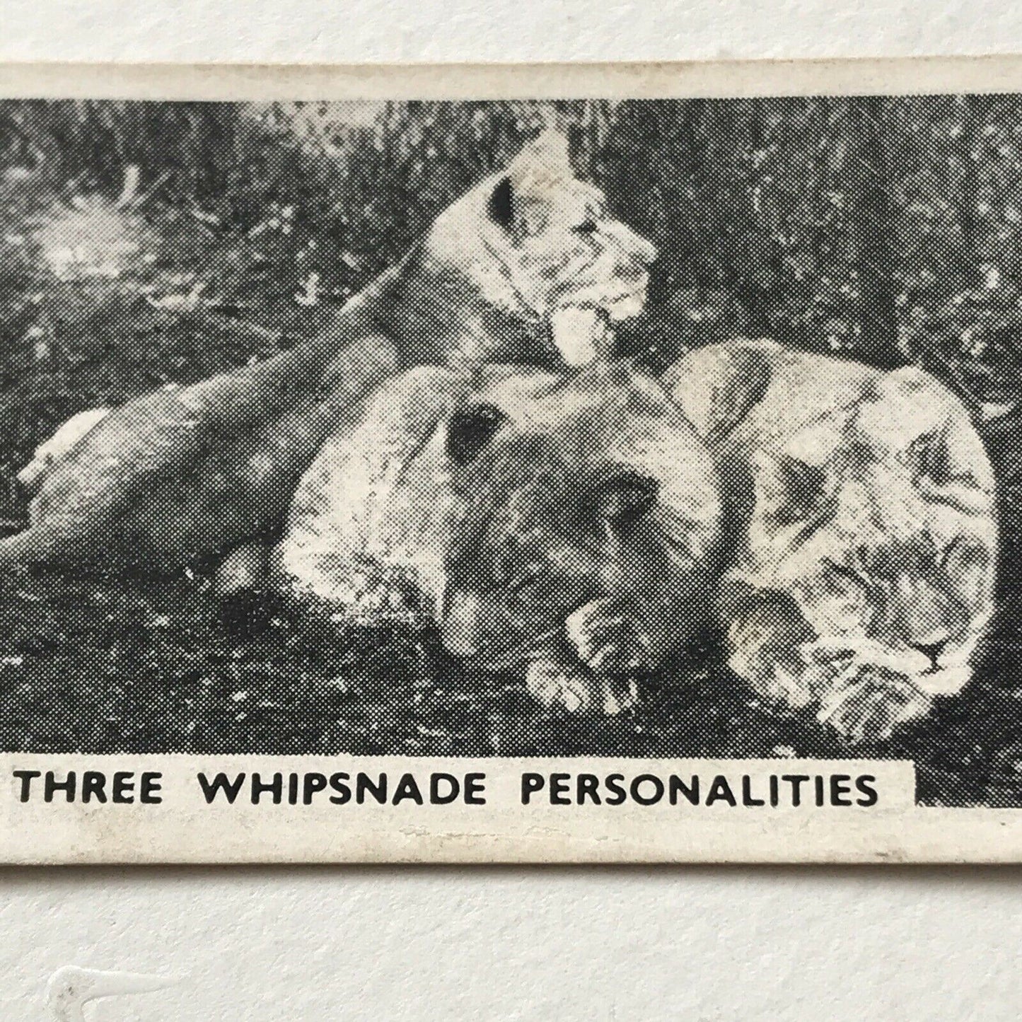 LIFE AT WHIPSNADE ZOO THREE PERSONALITIES LIONS PEGGY JOAN LEO Bandmaster Card