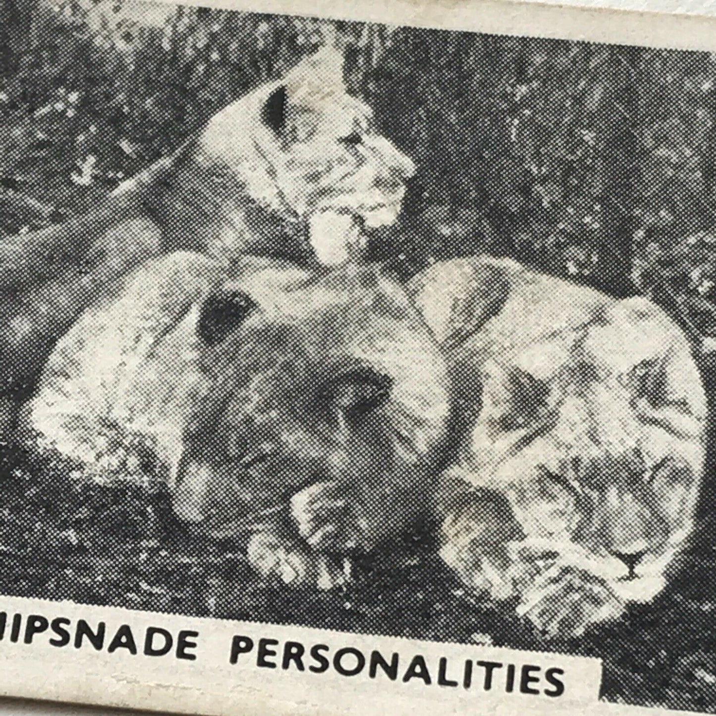 LIFE AT WHIPSNADE ZOO THREE PERSONALITIES LIONS PEGGY JOAN LEO Bandmaster Card