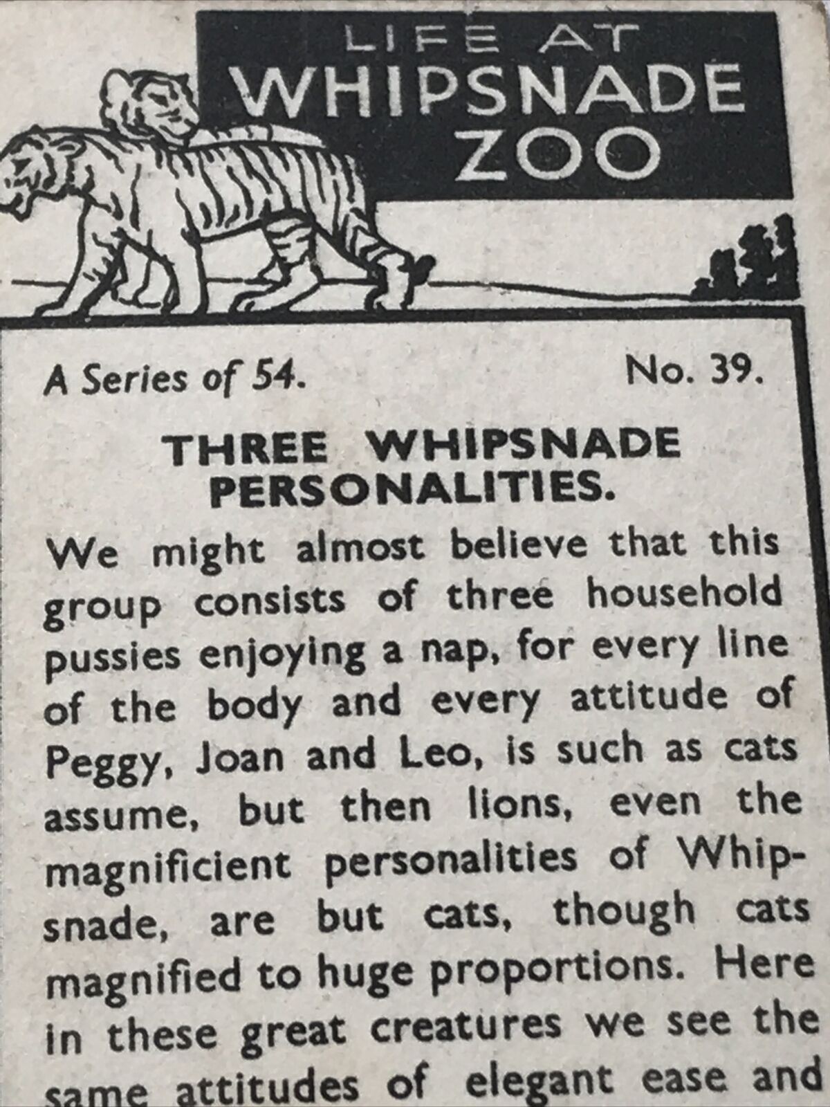 LIFE AT WHIPSNADE ZOO THREE PERSONALITIES LIONS PEGGY JOAN LEO Bandmaster Card