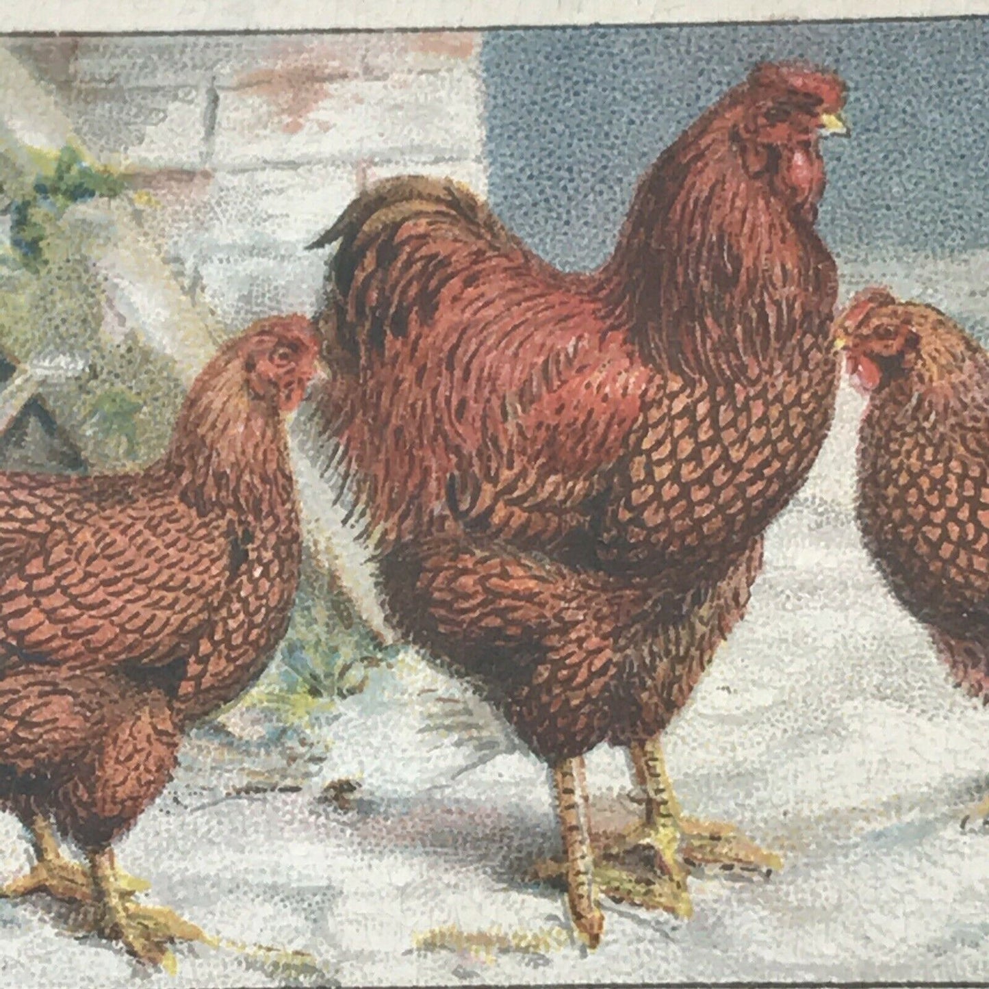 GOLDEN WYANDOTTES, Ogden’s Cigarette Card, Poultry #32 Fowl Hens Beautiful Print