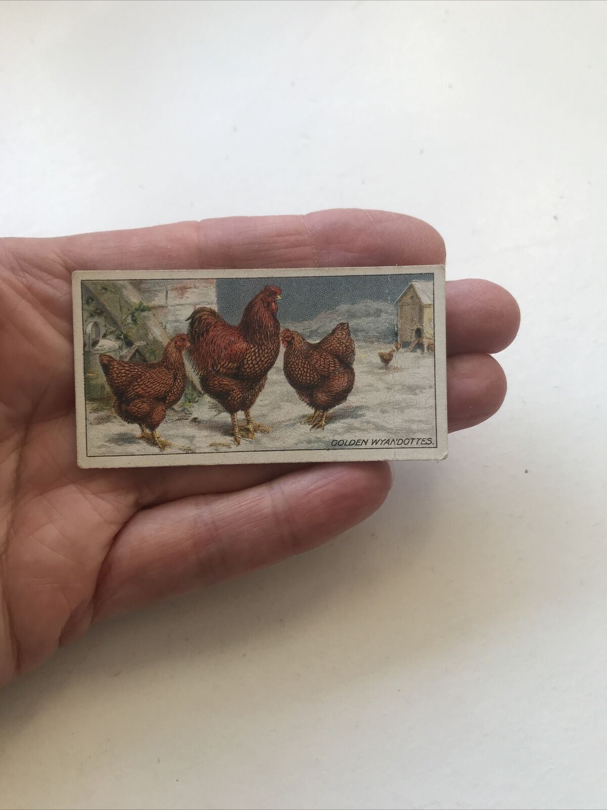 GOLDEN WYANDOTTES, Ogden’s Cigarette Card, Poultry #32 Fowl Hens Beautiful Print