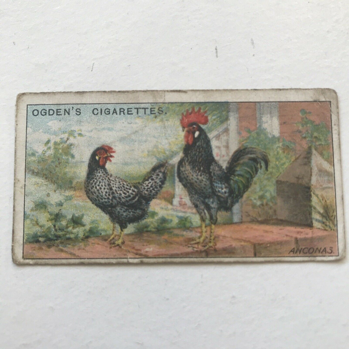 ANCONAS, Ogden’s Cigarette Card, Poultry #8 Fowl Hen Cock Beautiful Print