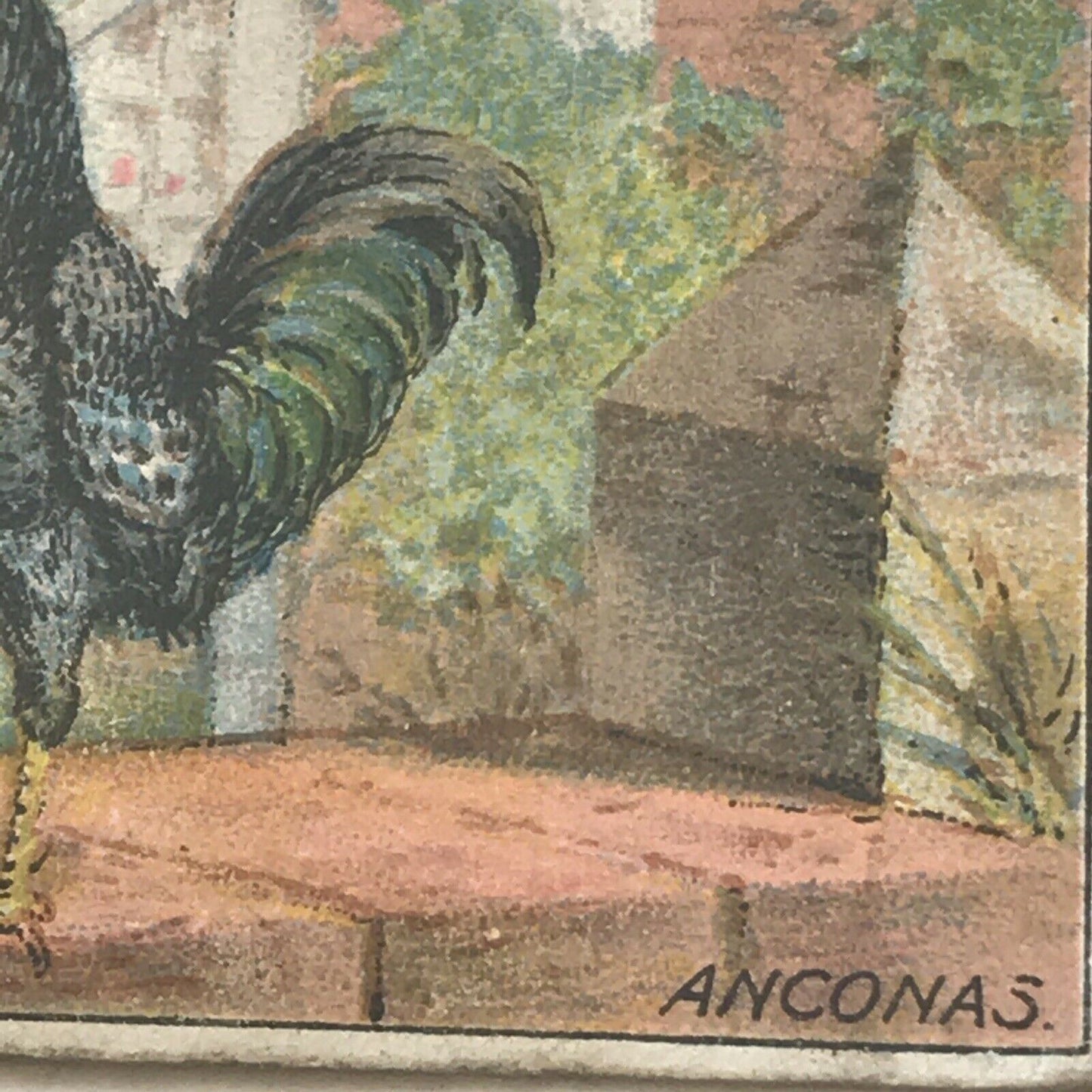 ANCONAS, Ogden’s Cigarette Card, Poultry #8 Fowl Hen Cock Beautiful Print