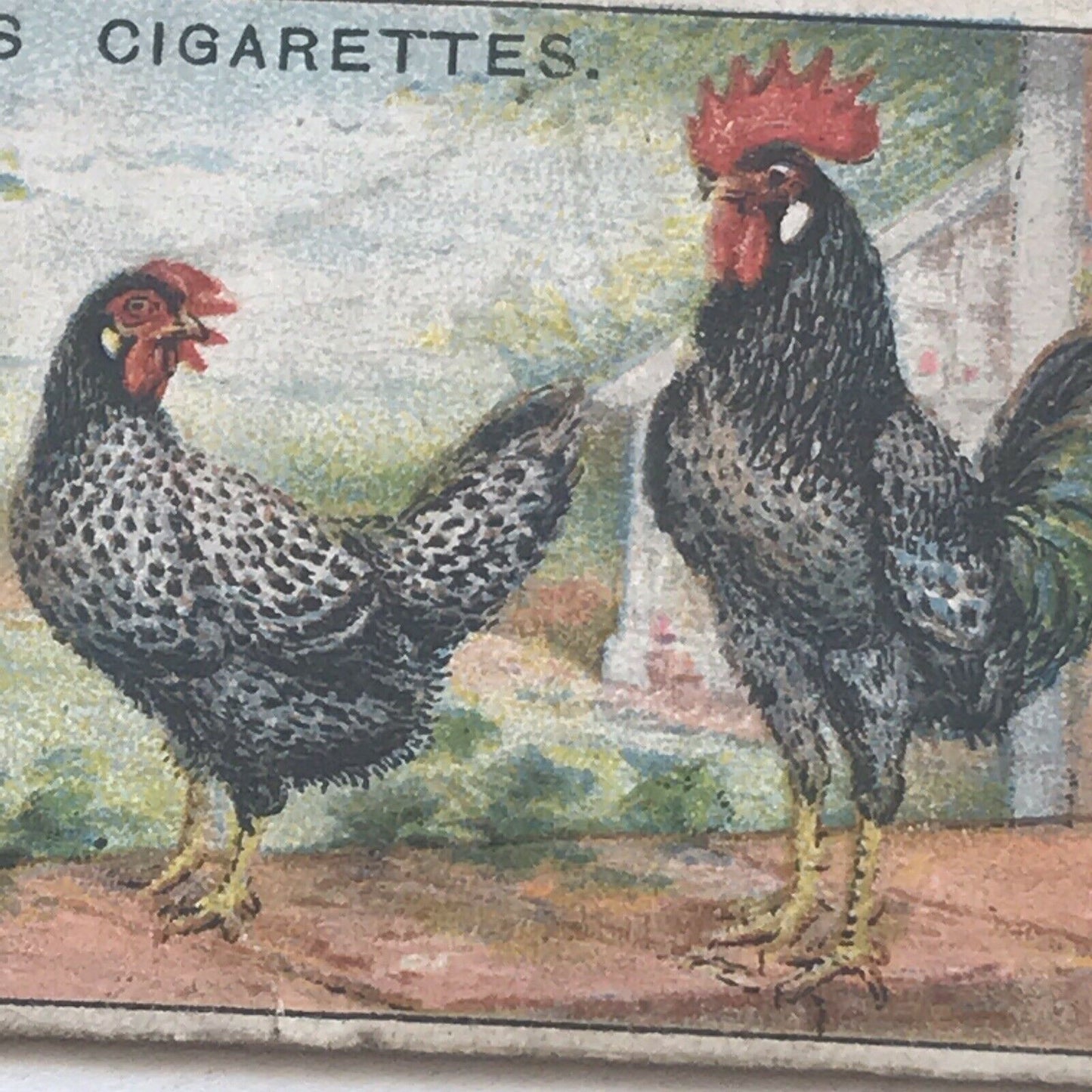 ANCONAS, Ogden’s Cigarette Card, Poultry #8 Fowl Hen Cock Beautiful Print