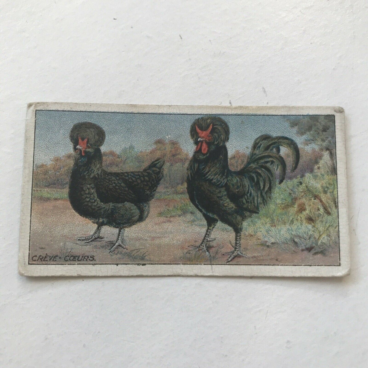 CRÈVE CŒUR Ogden’s Cigarette Card, Poultry #29 Hen Cock Fowl Vintage Print