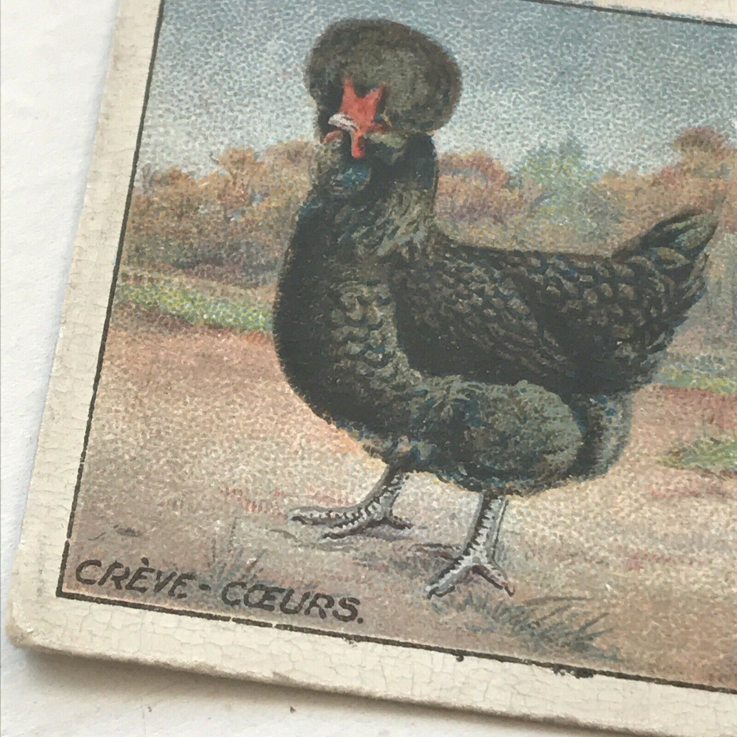 CRÈVE CŒUR Ogden’s Cigarette Card, Poultry #29 Hen Cock Fowl Vintage Print