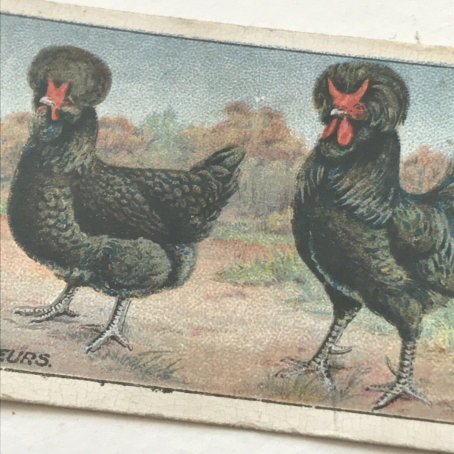 CRÈVE CŒUR Ogden’s Cigarette Card, Poultry #29 Hen Cock Fowl Vintage Print