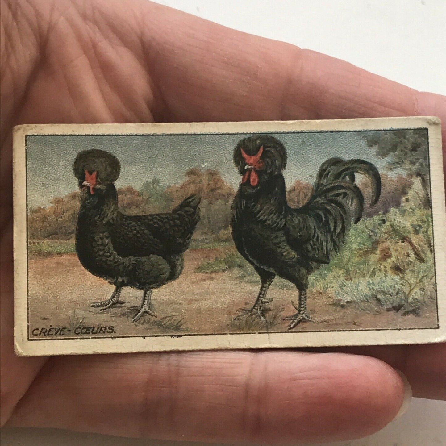 CRÈVE CŒUR Ogden’s Cigarette Card, Poultry #29 Hen Cock Fowl Vintage Print