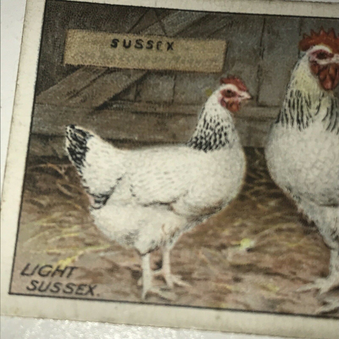 LIGHT SUSSEX Ogden’s Cigarette Card, Poultry #25 Hen Cock Fowl Vintage Print