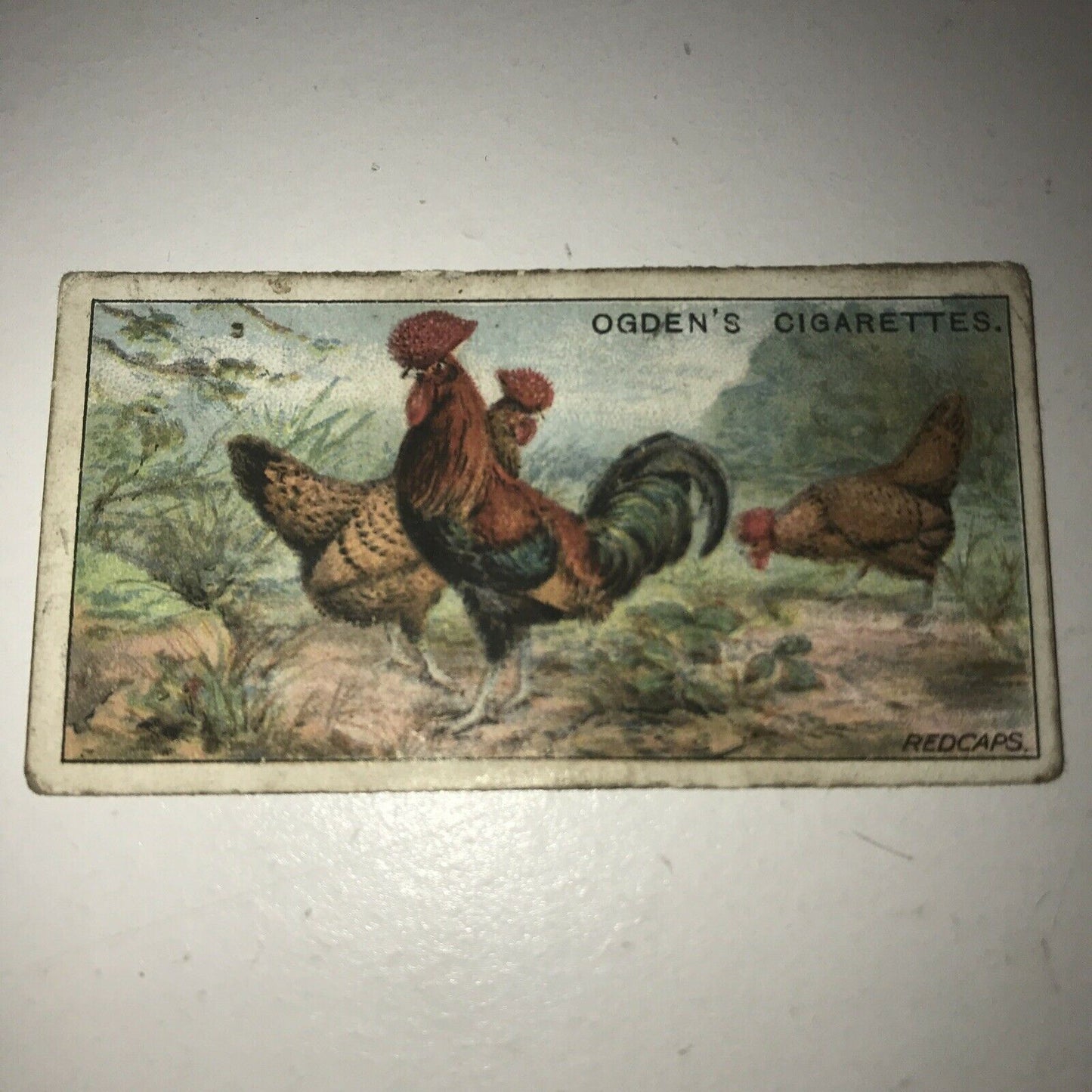 REDCAPS Ogden’s Cigarette Card, Poultry #11 Hen Cock Fowl Vintage Print