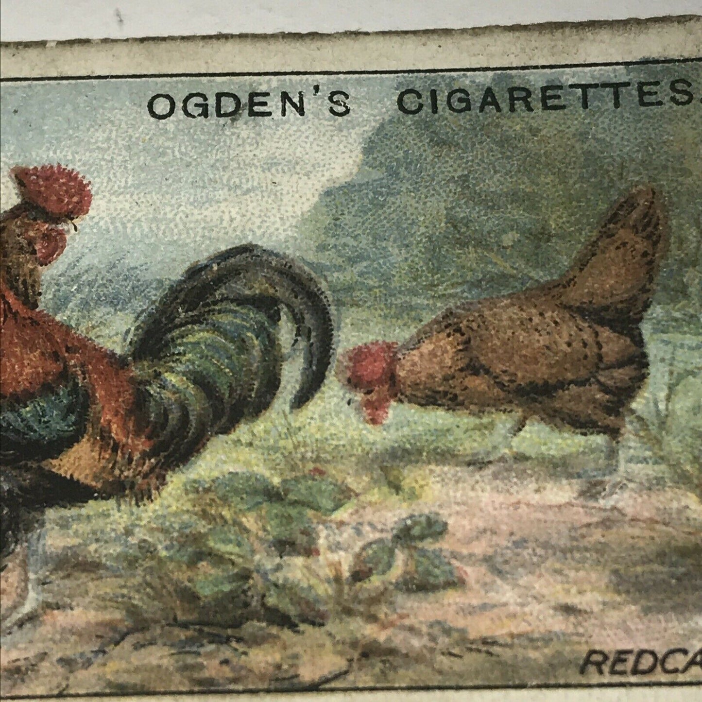 REDCAPS Ogden’s Cigarette Card, Poultry #11 Hen Cock Fowl Vintage Print