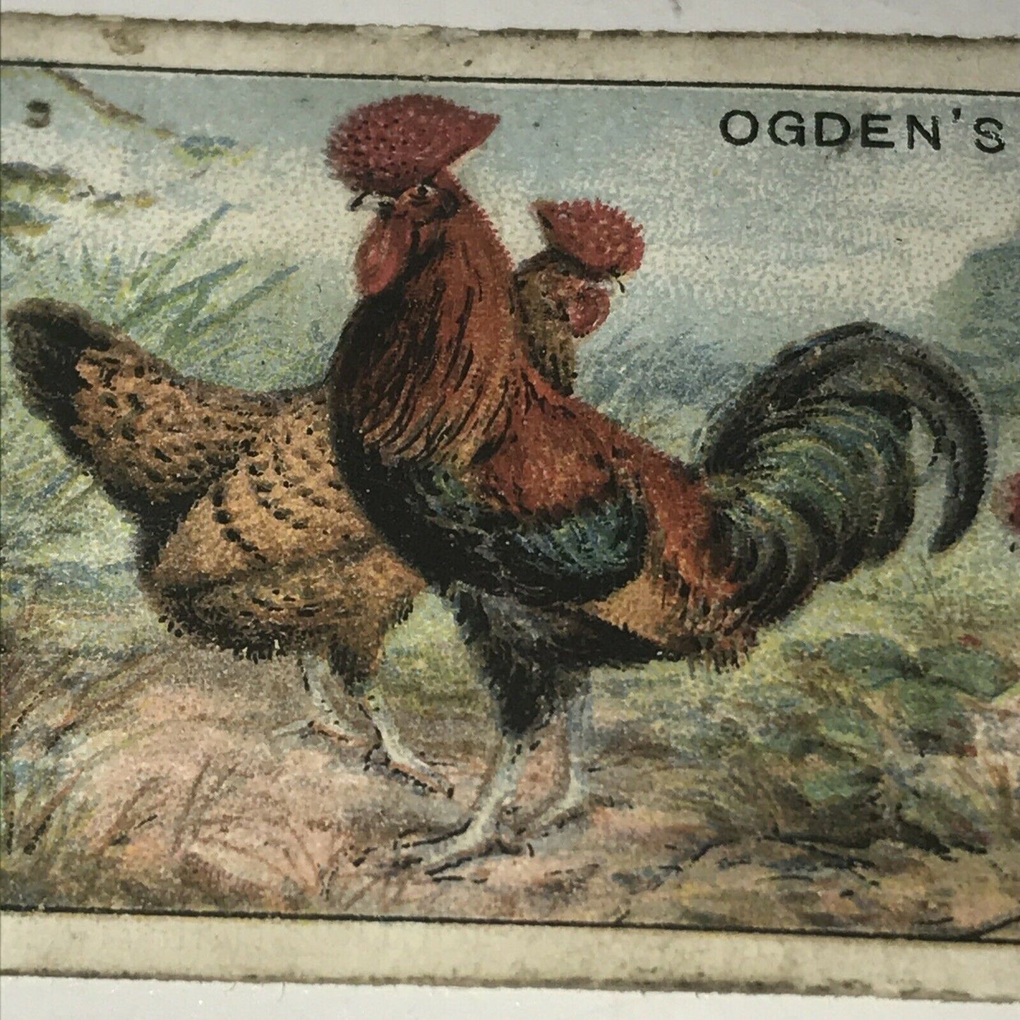 REDCAPS Ogden’s Cigarette Card, Poultry #11 Hen Cock Fowl Vintage Print