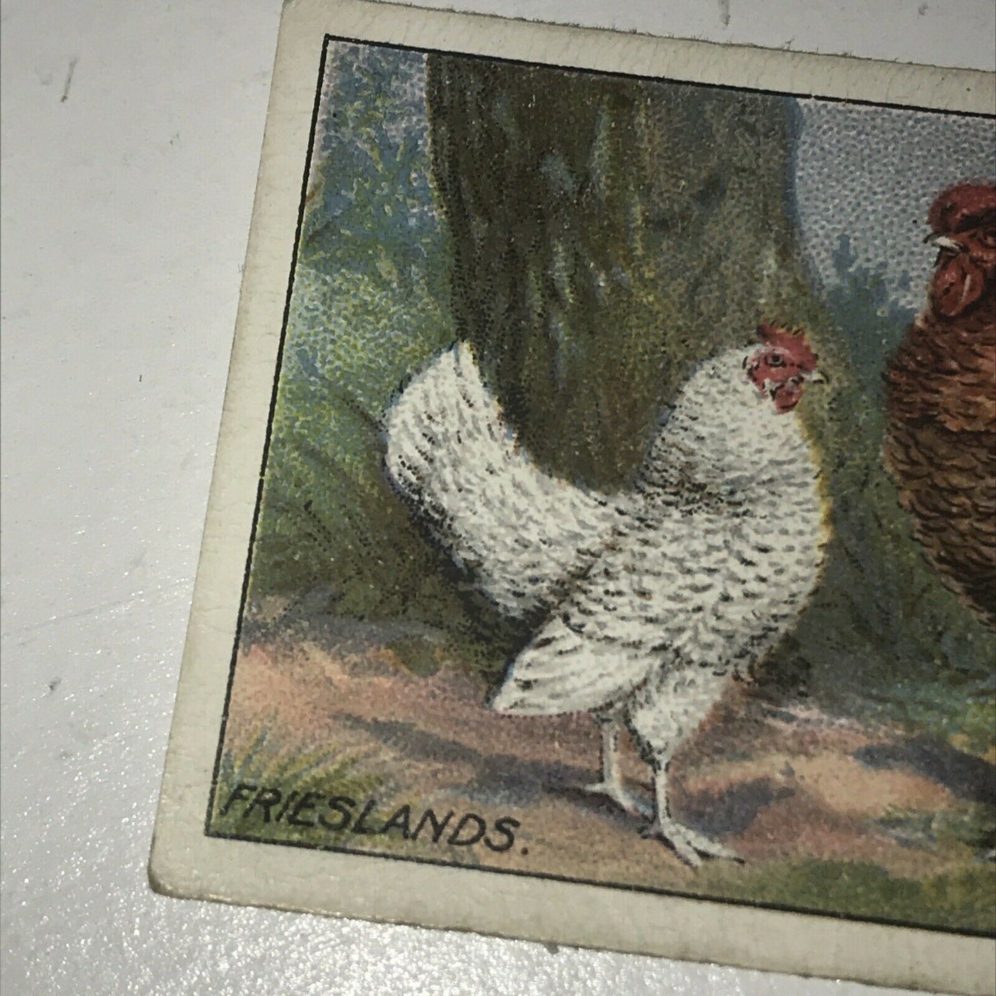 FRIESLANDS Ogden’s Cigarette Card, Poultry #14 Hen Cock Fowl Vintage Print