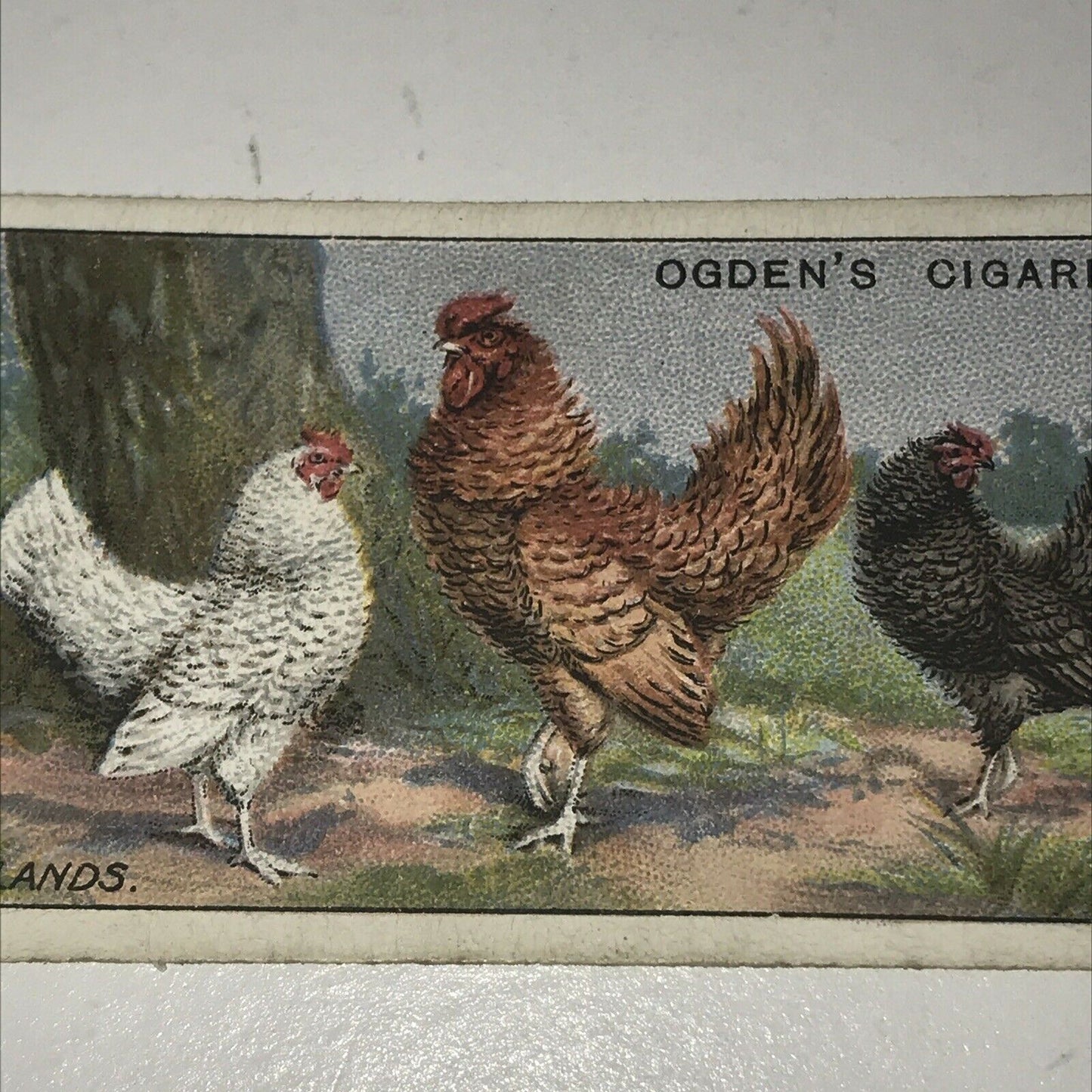 FRIESLANDS Ogden’s Cigarette Card, Poultry #14 Hen Cock Fowl Vintage Print