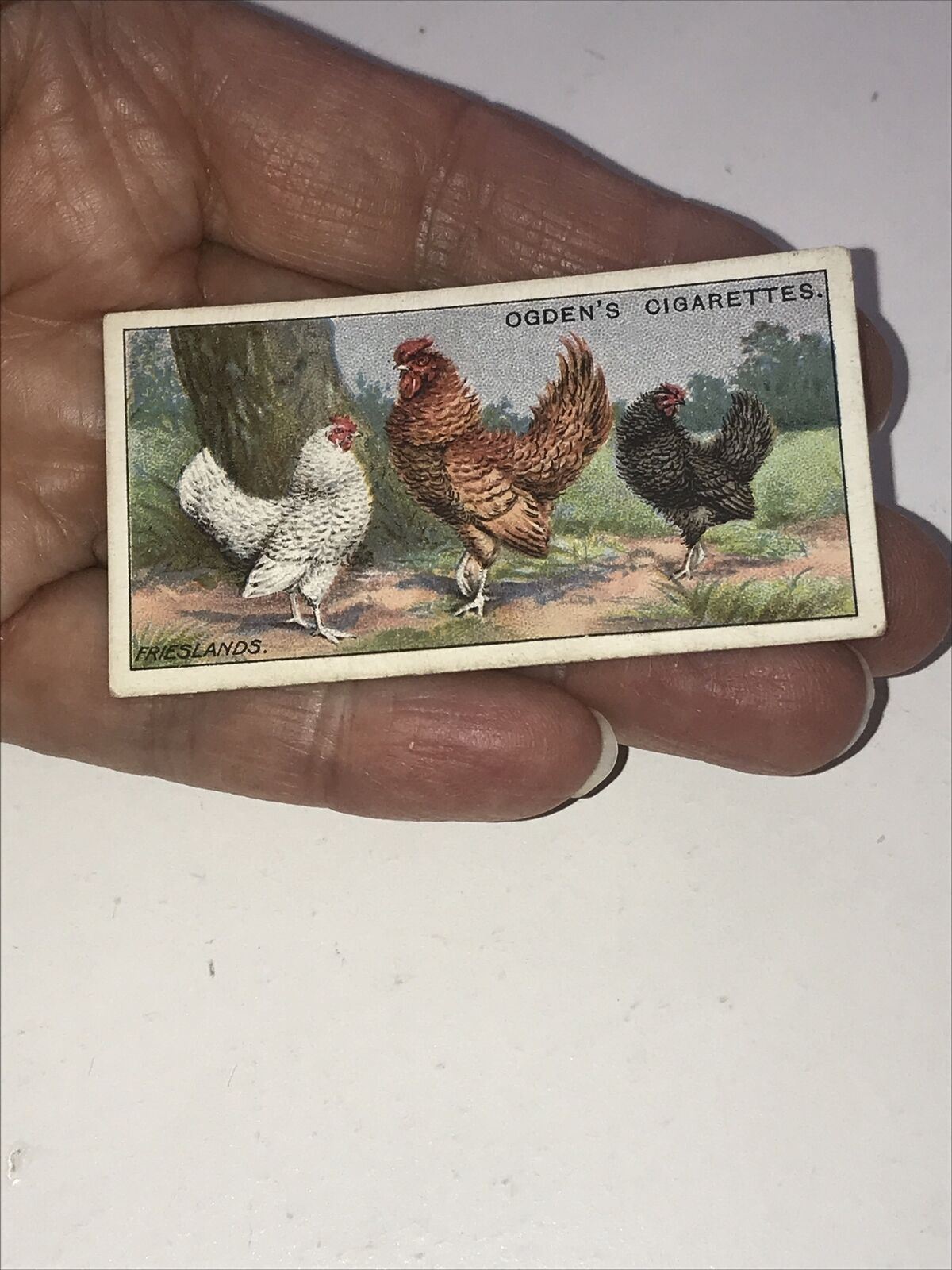 FRIESLANDS Ogden’s Cigarette Card, Poultry #14 Hen Cock Fowl Vintage Print