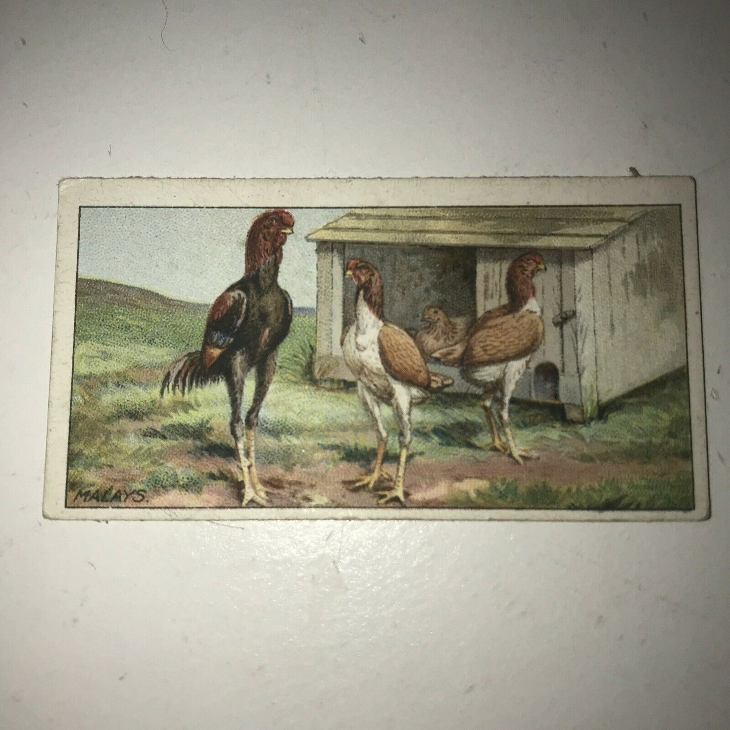 MALAYS Ogden’s Cigarette Card, Poultry #38 Hen Cock Fowl Vintage Print