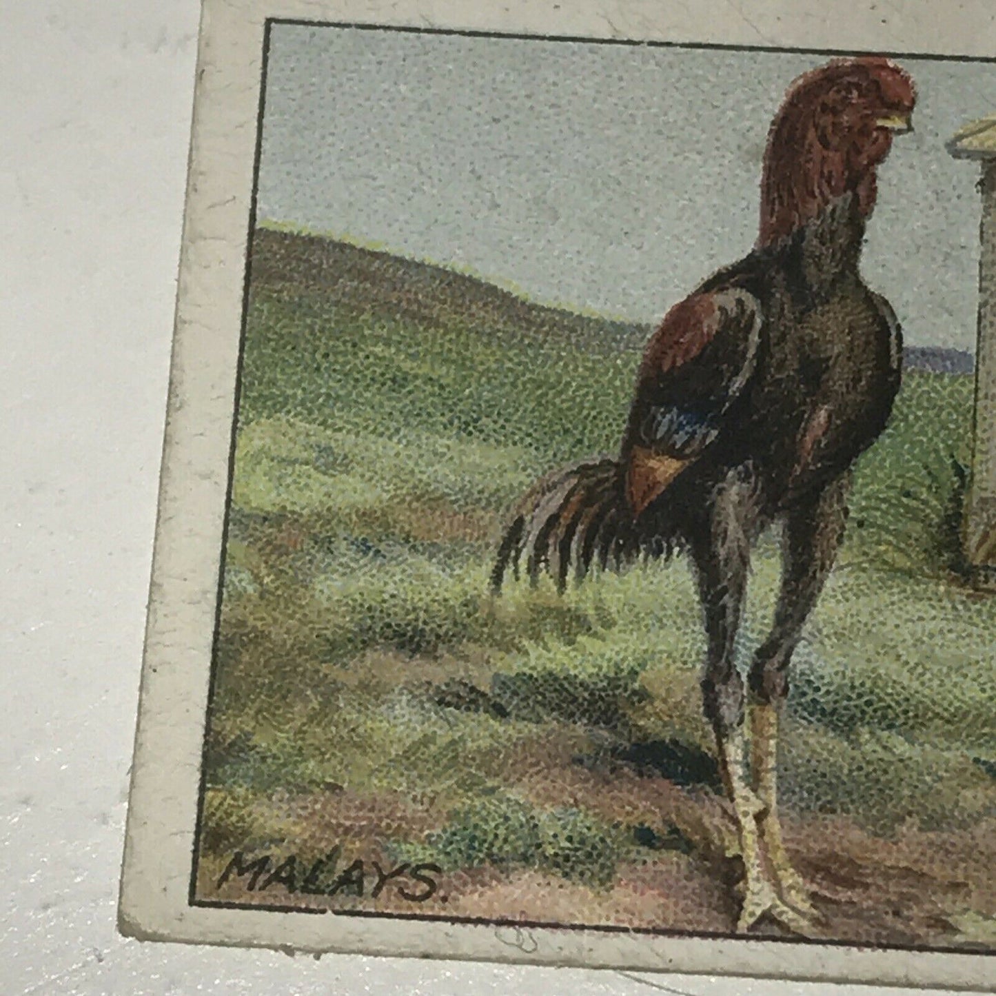 MALAYS Ogden’s Cigarette Card, Poultry #38 Hen Cock Fowl Vintage Print