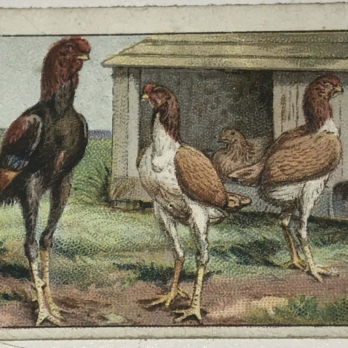 MALAYS Ogden’s Cigarette Card, Poultry #38 Hen Cock Fowl Vintage Print