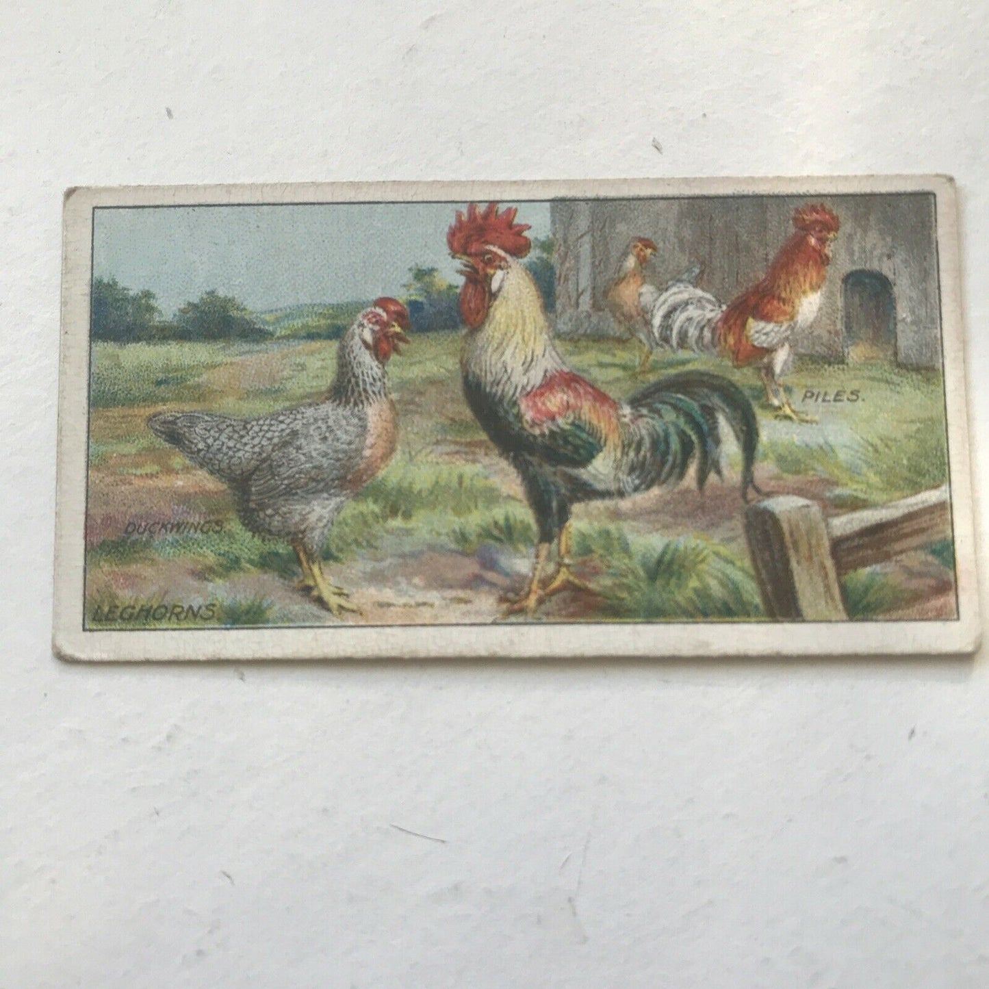 LEGHORNS Ogden’s Cigarette Card, Poultry #35 Hen Cock Fowl Vintage Print